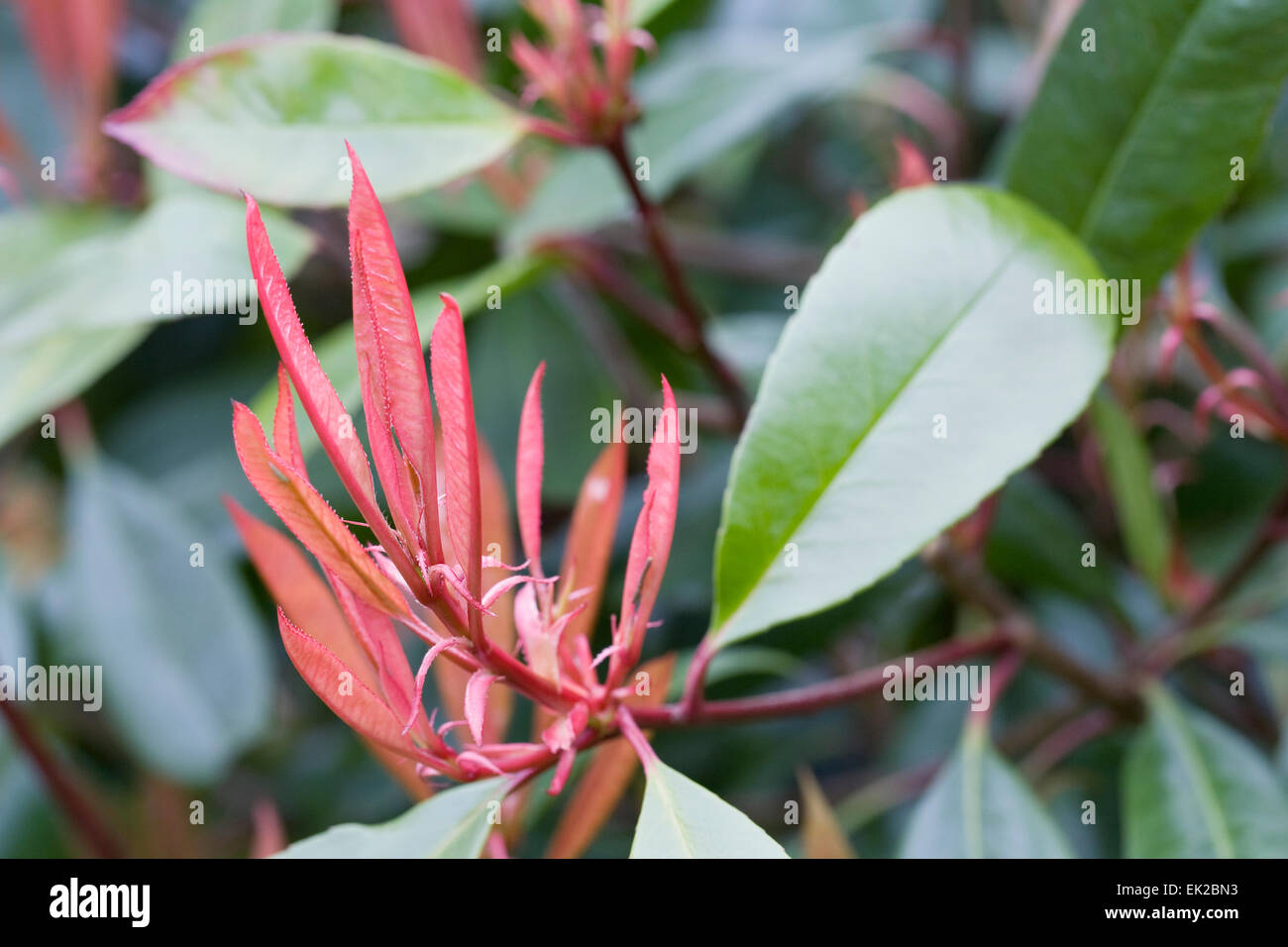 Photinia x Fraseri ' Red Versuchsprogramms im Frühjahr Stockfotografie