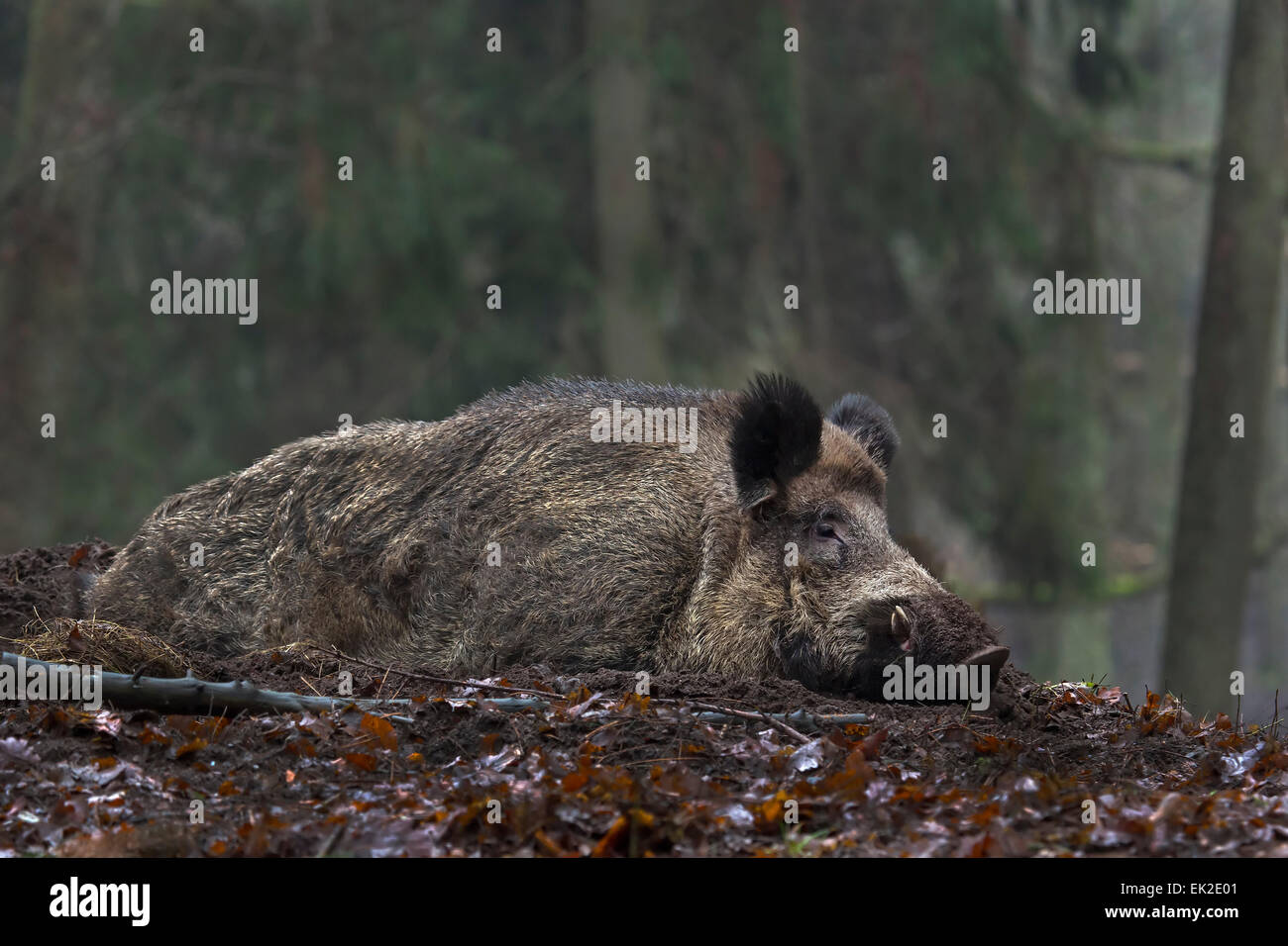Wildschwein, Keiler im Wald / Sus Scrofa Stockfoto