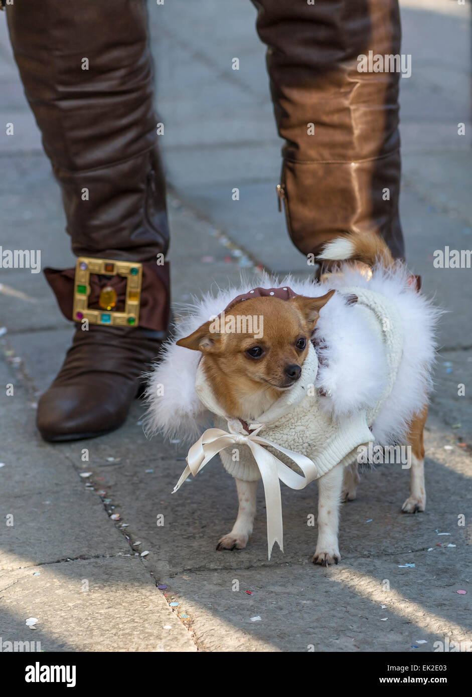Hund im Karnevalskostüm, Venedig, Italien Stockfoto