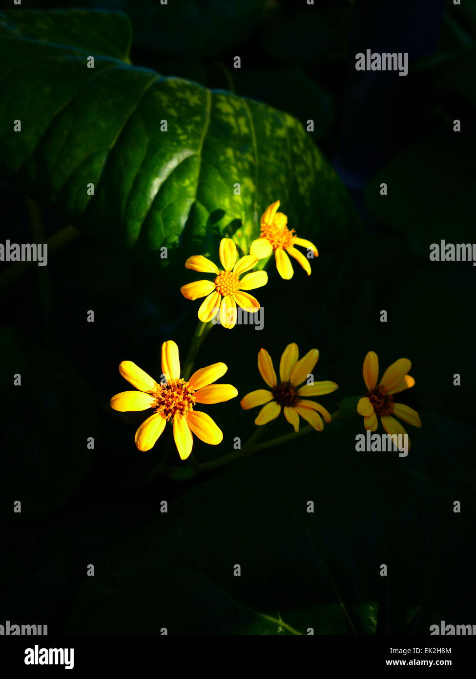 Gelbe Blüte im Botanischen Garten Hotel Jardin Tecina Playa Santiago Strand La Gomera Insel Kanaren Spanien Stockfoto