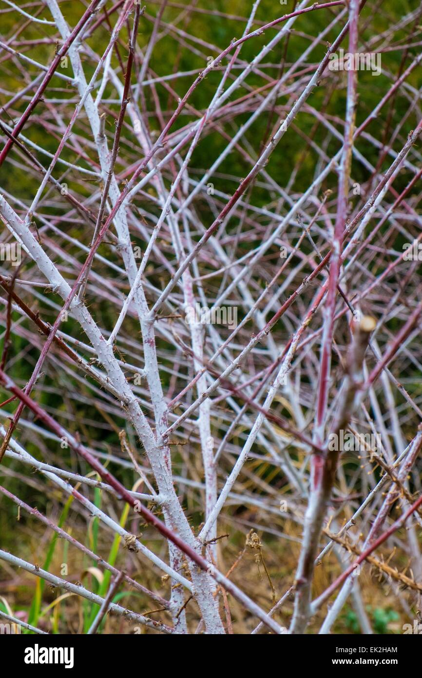 Rubus Thibetanus Ghost bramble Stockfoto