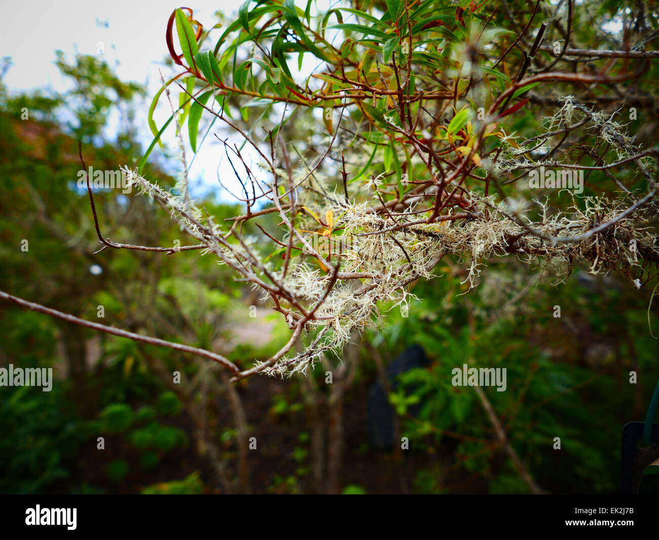 Granadillo Hypericum Canariense.  Parque Nacional Garajonay Visitor Center National Park La Gomera Insel Kanaren Spanien Stockfoto