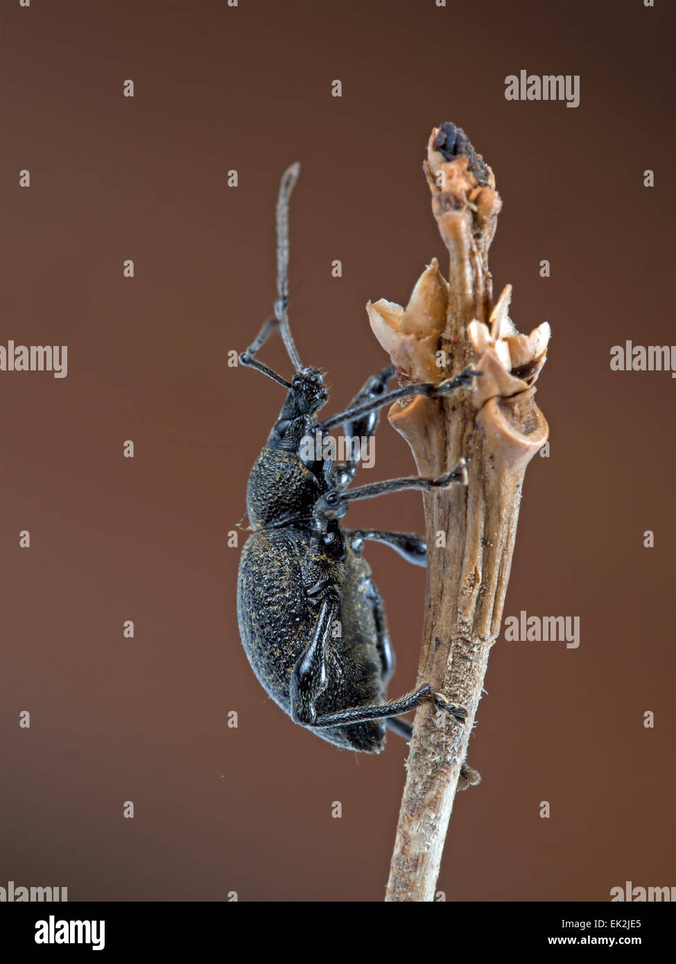 Otiorhynchus Sulcatus - schwarzer Dickmaulrüssler. Klettern Sie Zweig. Garten Schädlinge. Stockfoto