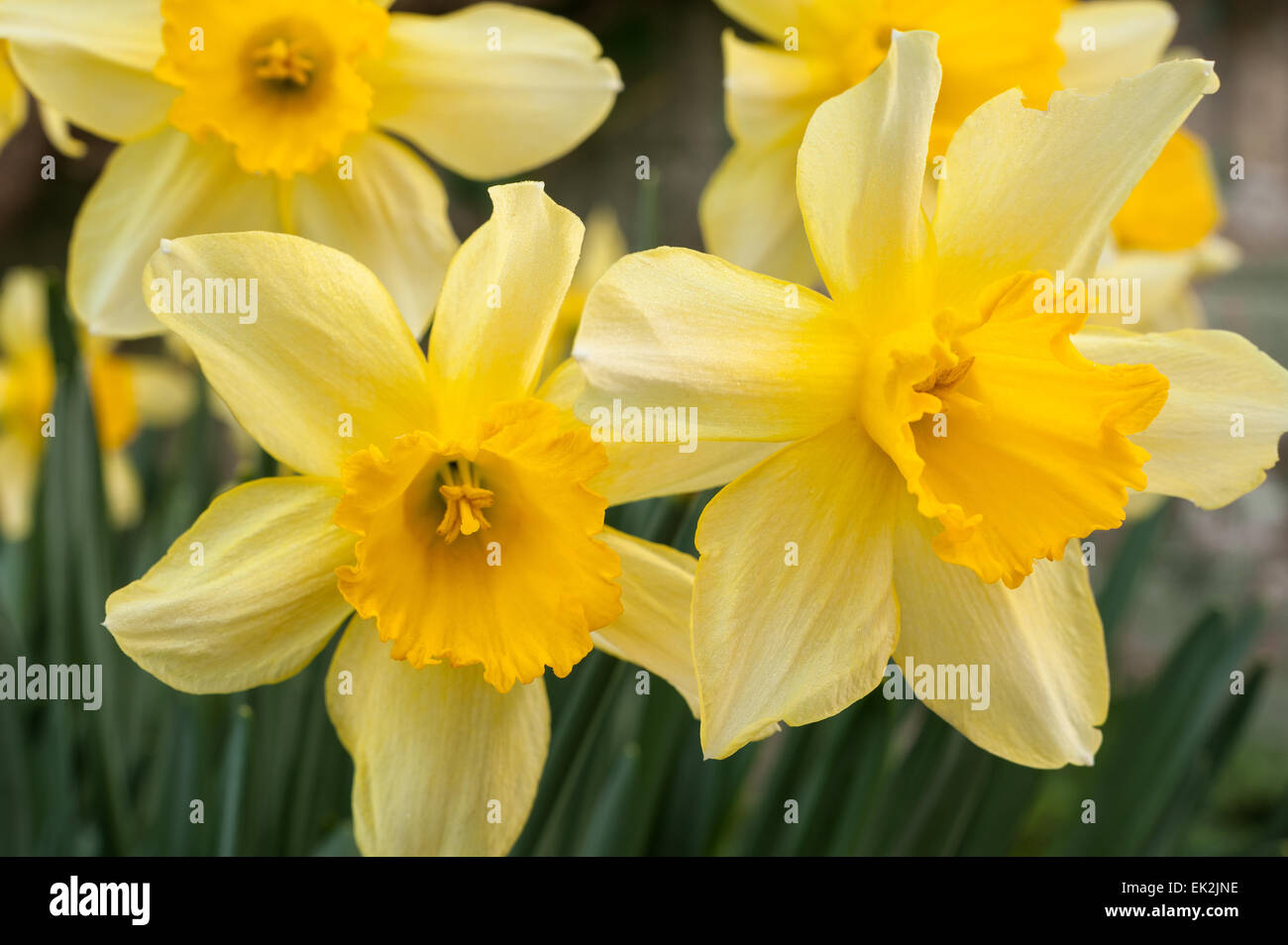 Corona entspringen Sie weiße Narzisse Narcissus Rosenstrauss Blumen Garten mit orange leuchten auf Blütenblätter Stockfoto