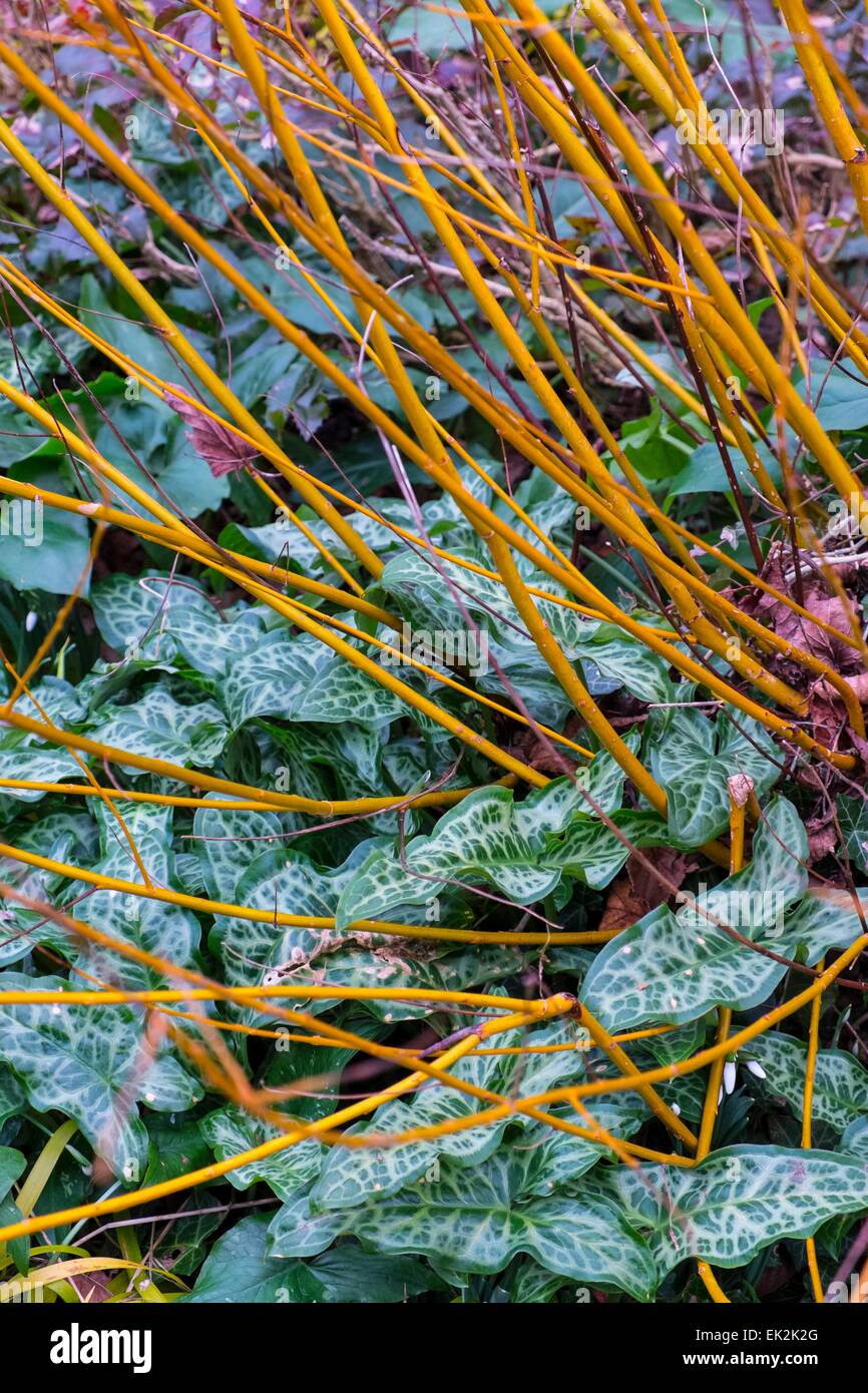 Salix Alba var. Vitellina - goldene Weide wächst durch Arum maculatum Stockfoto
