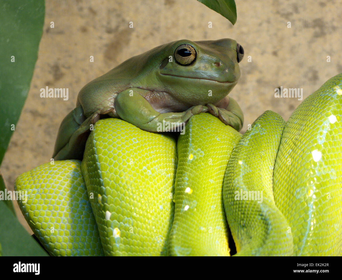 Whites Laubfrosch n grüne Baumpython Stockfoto