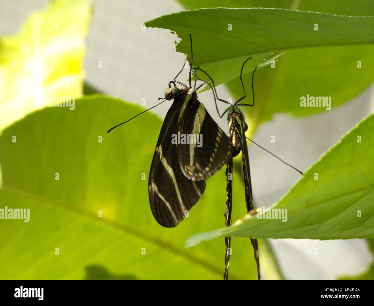 Zebra Longwing Schmetterling Heliconius Charitoniu Paarung Stockfoto