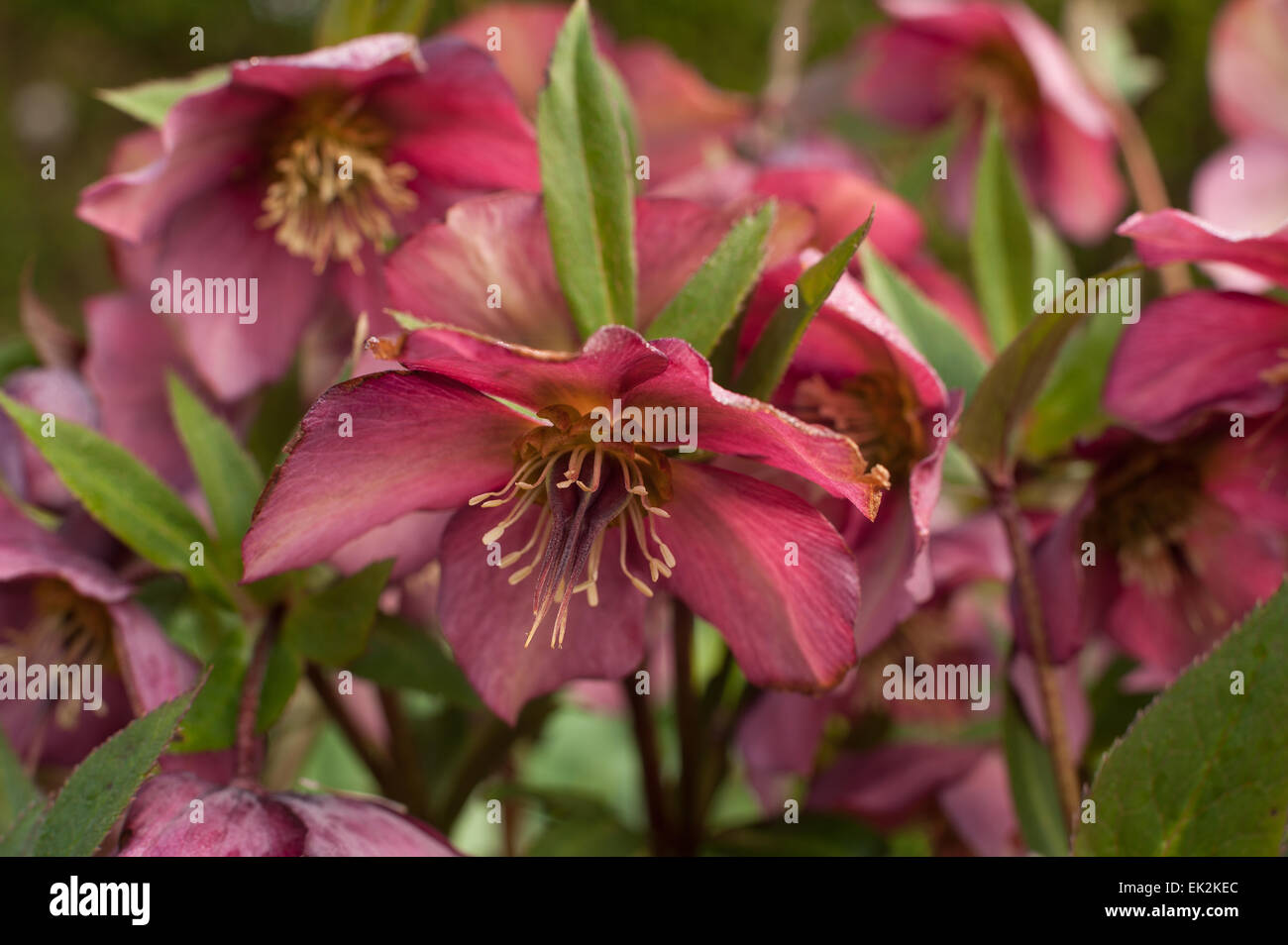 Haufen Sie rose rosa Nieswurz eine winterharte immergrüne und sommergrüne mehrjährige traditionellen viktorianischen Garten einzelne Blume Staubfäden und Anthere Stockfoto
