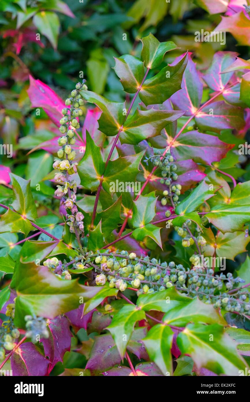 Mahonia Japonica 'Bealei' Leder Blatt Mahonia. Stockfoto