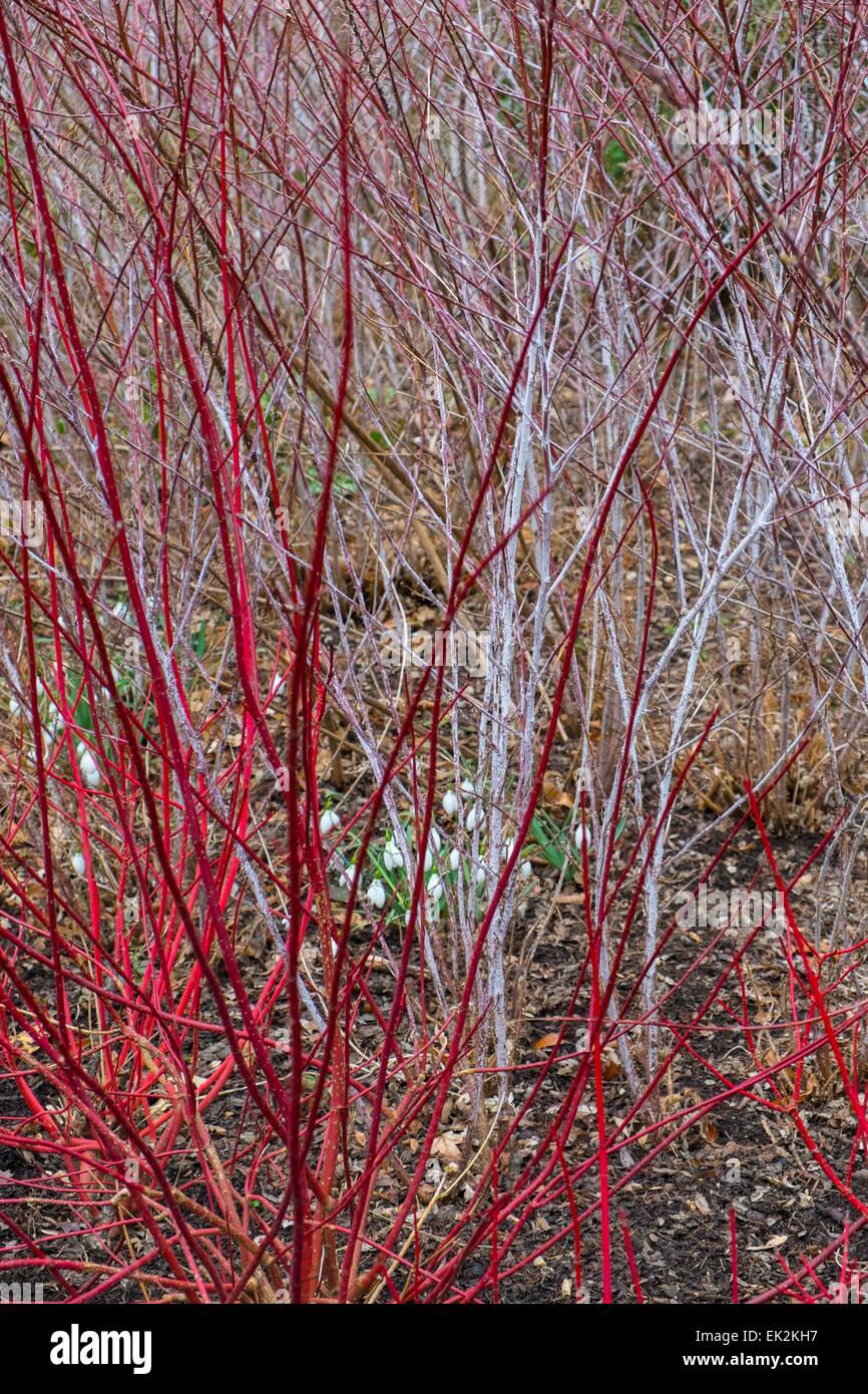 Roter Hartriegel und Rubus Thibetanus Ghost Bramble in ein Winter-Grenze wachsen. Stockfoto