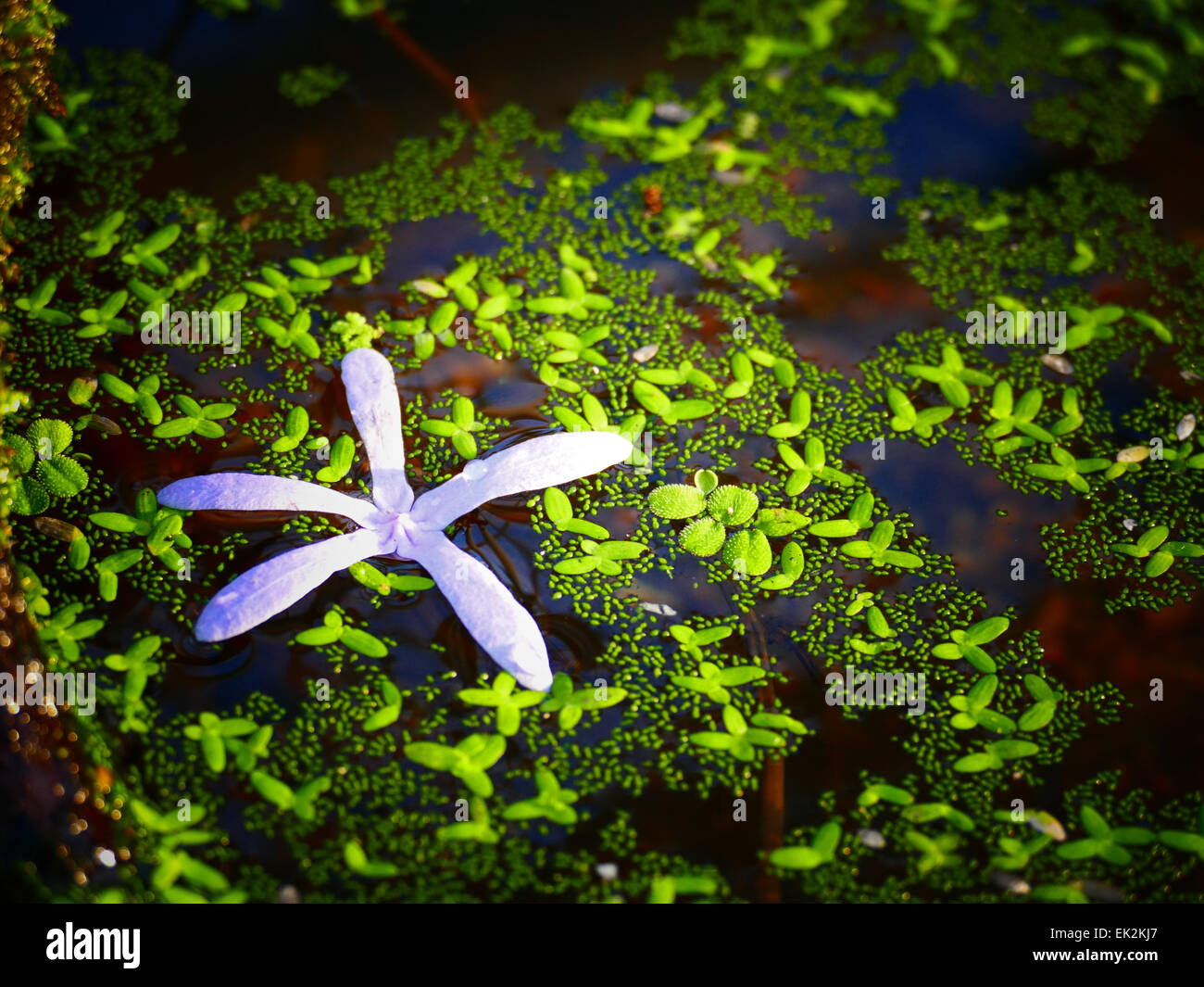 Zarte lila Blume auf grünen Teich Stockfoto