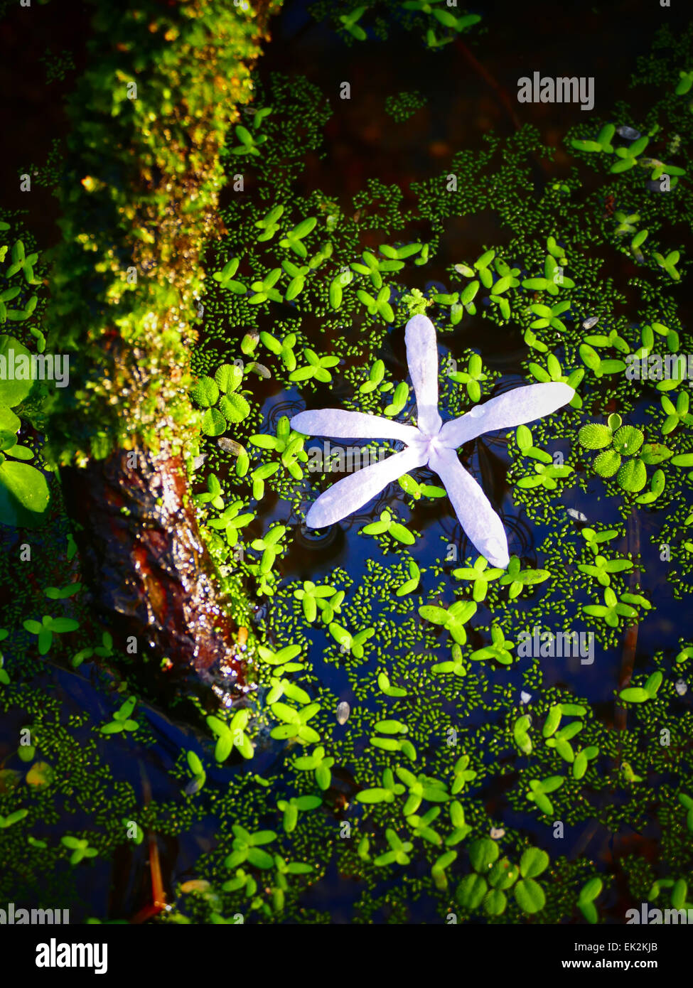 Zarte lila Blume auf grünen Teich Stockfoto