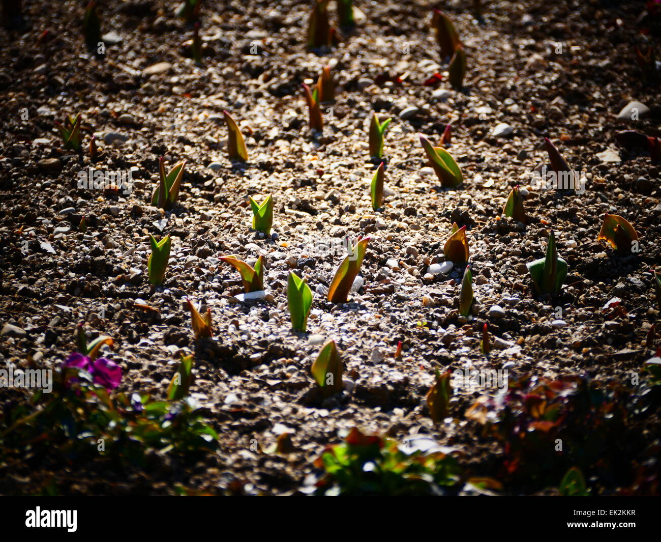 Tulpen wachsen unter der Erde im zeitigen Frühjahr Stockfoto