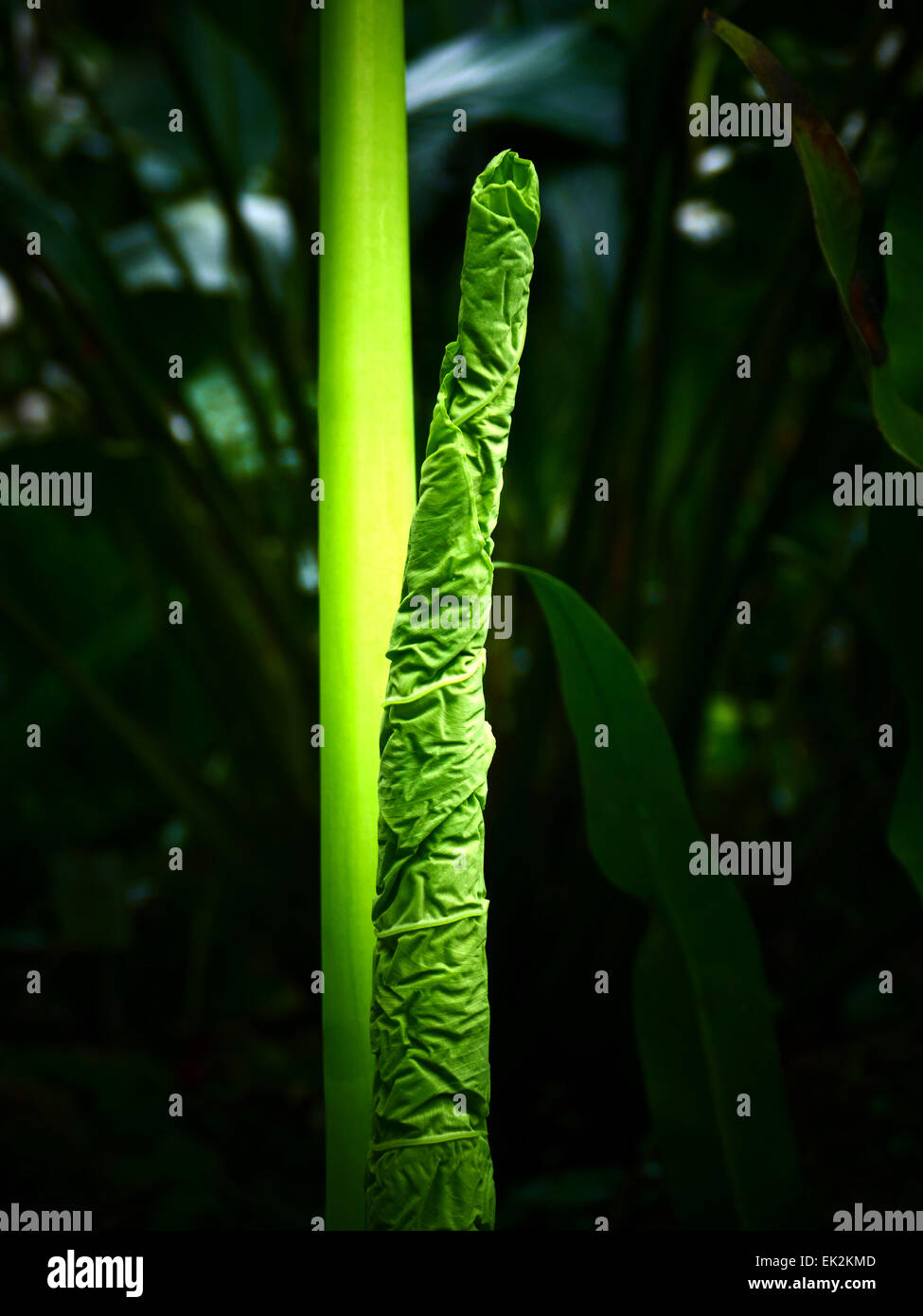 Young Colocasia Gigantea Blatt aus Malaysia Stockfotografie Alamy