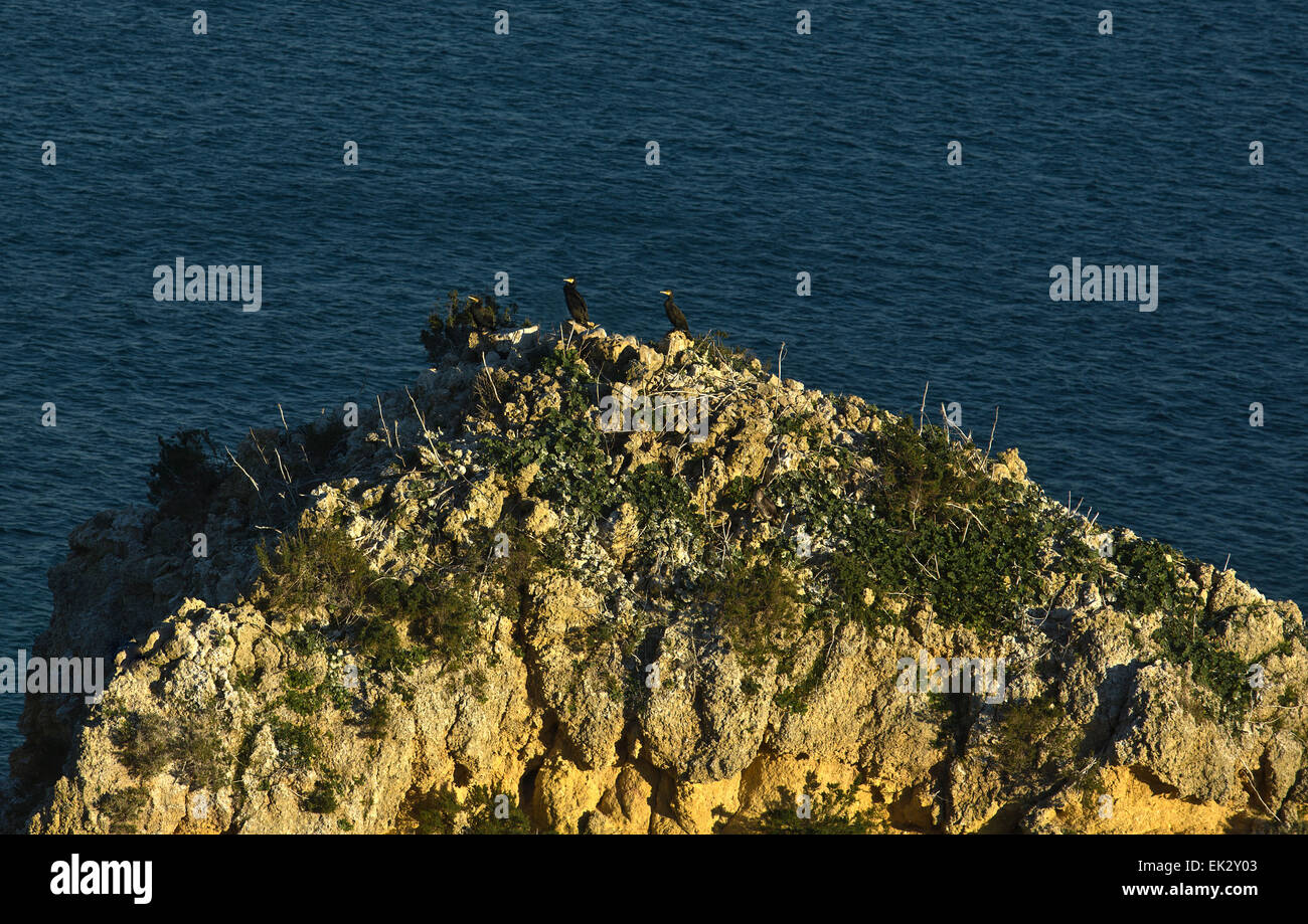 Vögel bevölkern einen großen Felsen vor der Küste von Lagos, Portugal Stockfoto