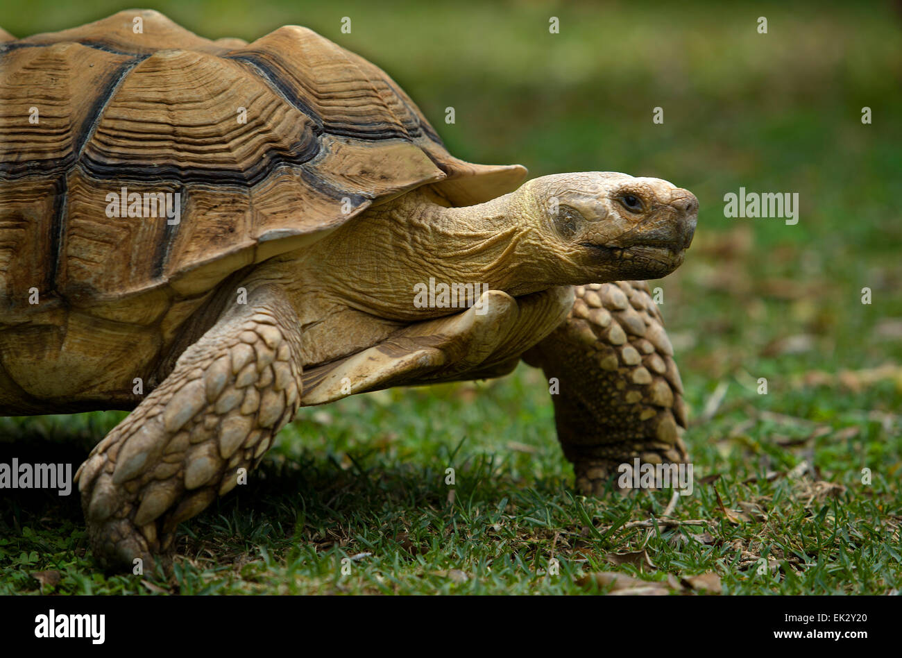 Afrikaner trieb Schildkröte (Geochelone Sulcata) auf Rasen Stockfoto