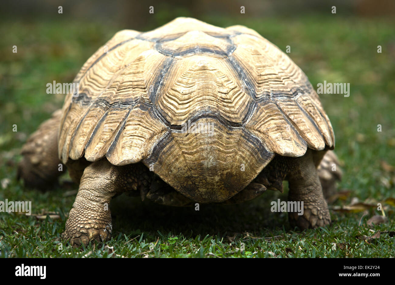 Afrikaner trieb Schildkröte (Geochelone Sulcata) auf Rasen Stockfoto