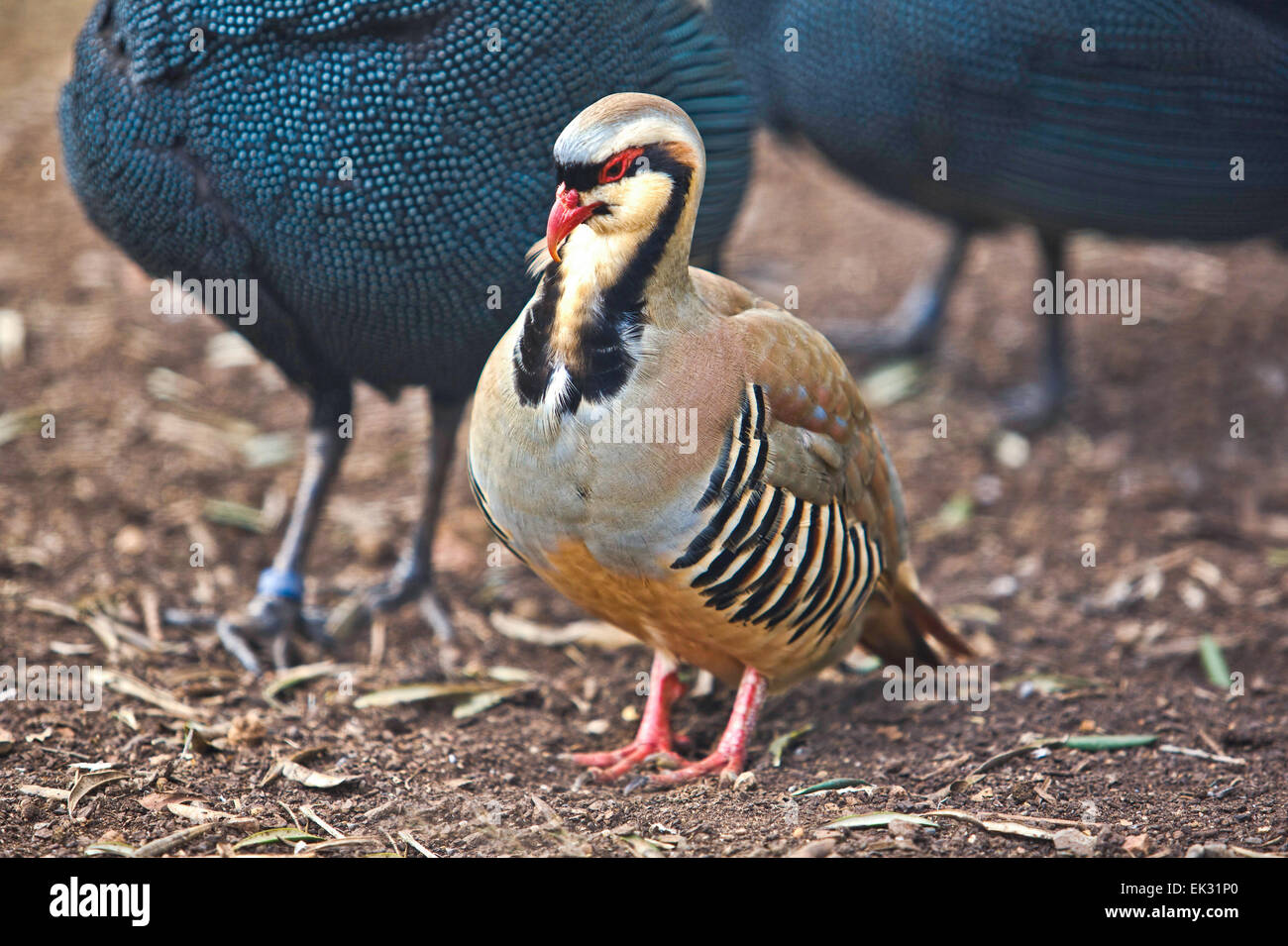 Bunte Chukar Rebhuhn im Zoo von Lagos, Portugal Stockfoto