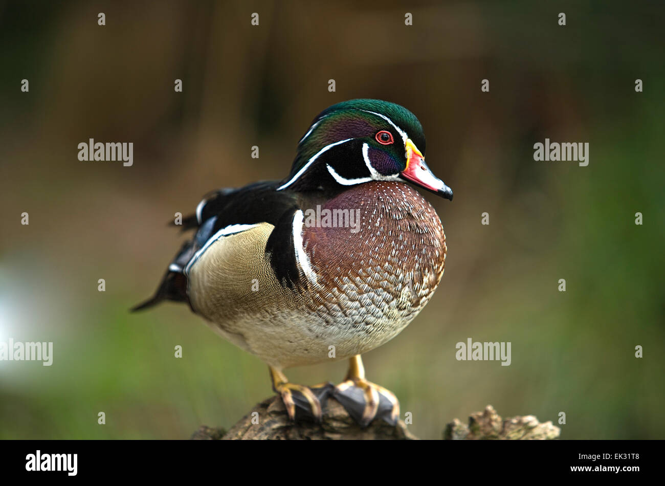 Dieses Männchen hat charakteristischen bunten schillernden Gefieder und rote Augen mit einem weißen Aufflackern den Hals hinunter. Stockfoto