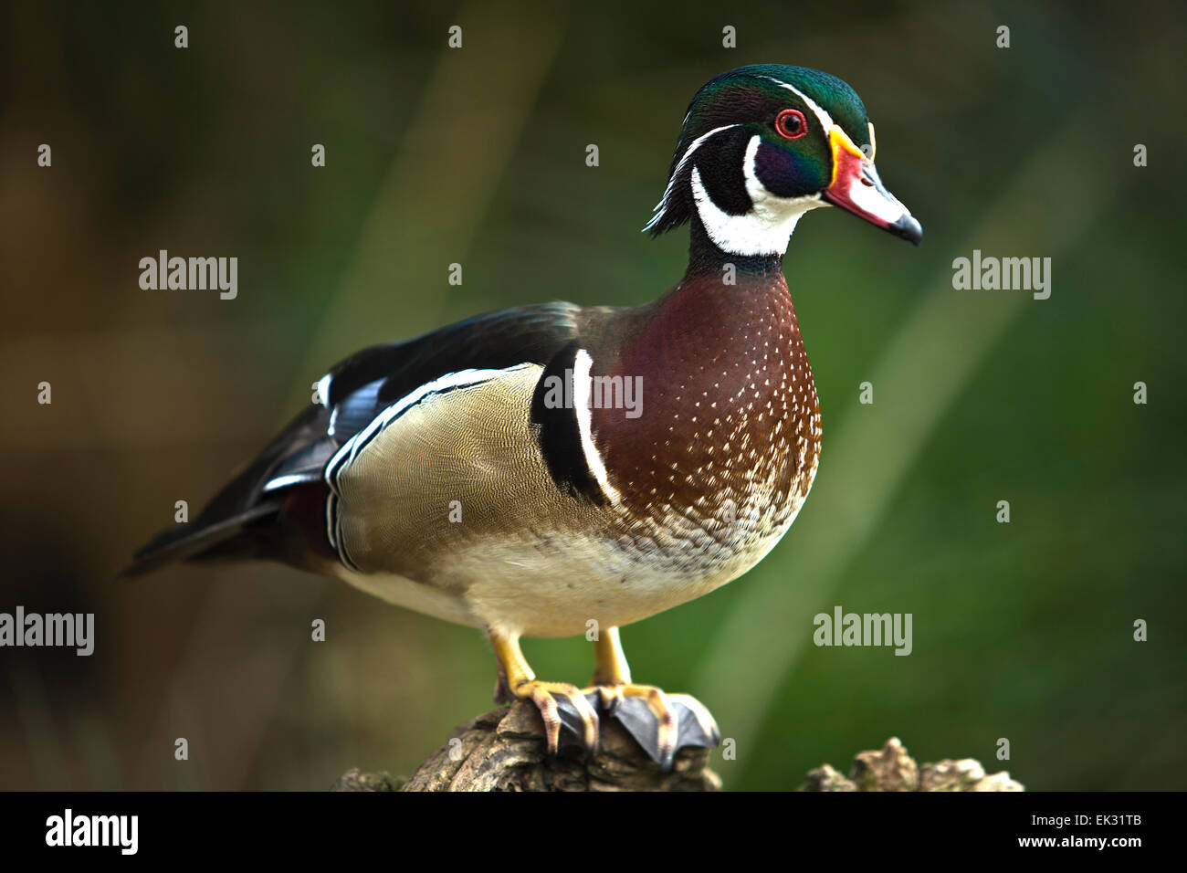 Dieses Männchen hat charakteristischen bunten schillernden Gefieder und rote Augen mit einem weißen Aufflackern den Hals hinunter. Stockfoto