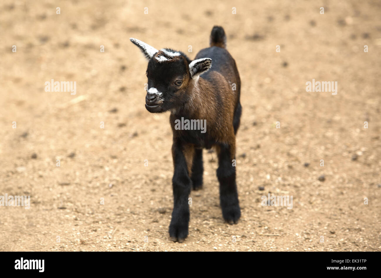 Afrikanische Ziegen gelten kleine Nutztiere im Vergleich zu größeren Tiere wie Rinder, Kamele und Pferde aber größer Stockfoto