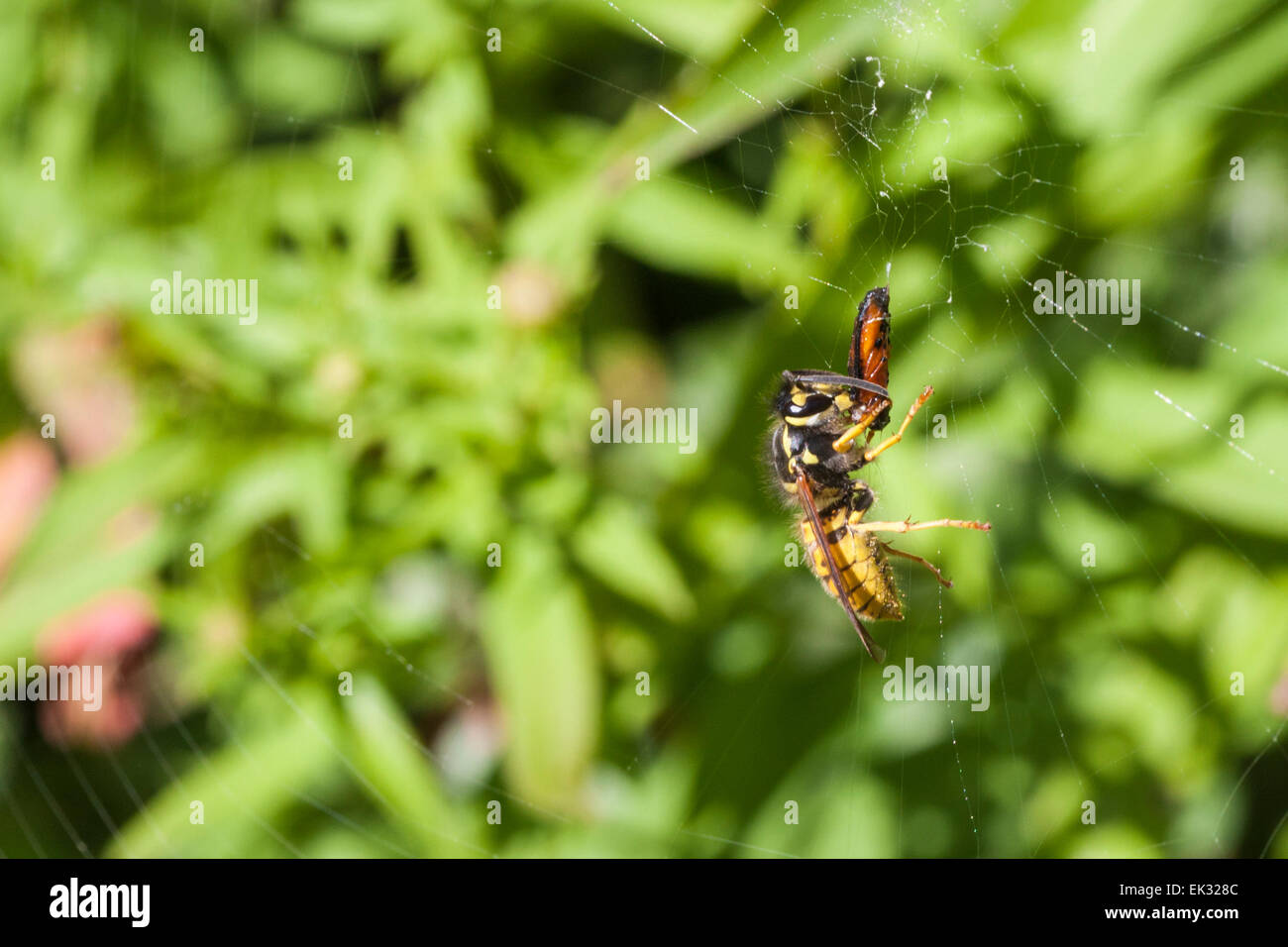 Eine Wespe, die Landung auf ein Spinnen-Netz zu spinnen Beute fressen. Stockfoto