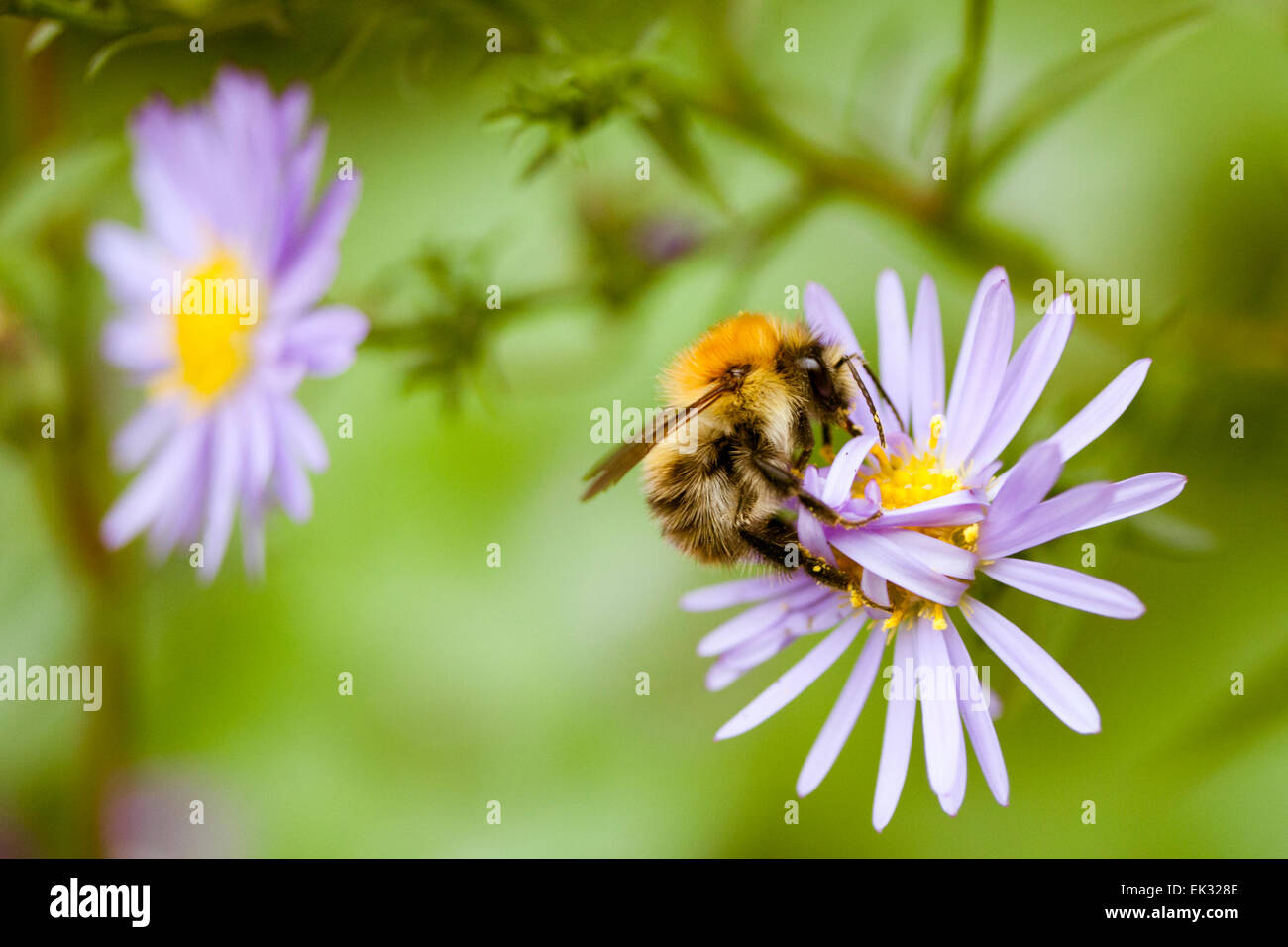 Gemeinsamen Karde Biene auf einer Blume Aster. Stockfoto