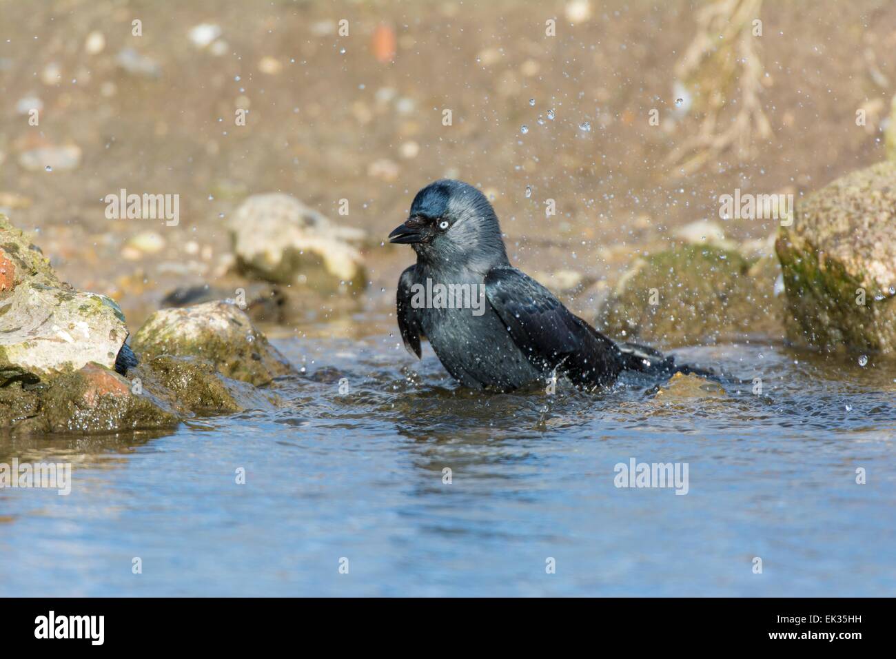 Dohle Corvus Monedula, Baden. Stockfoto