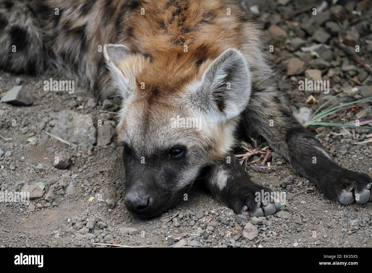 Junge Hyäne dösen im Krüger Nationalpark Stockfoto