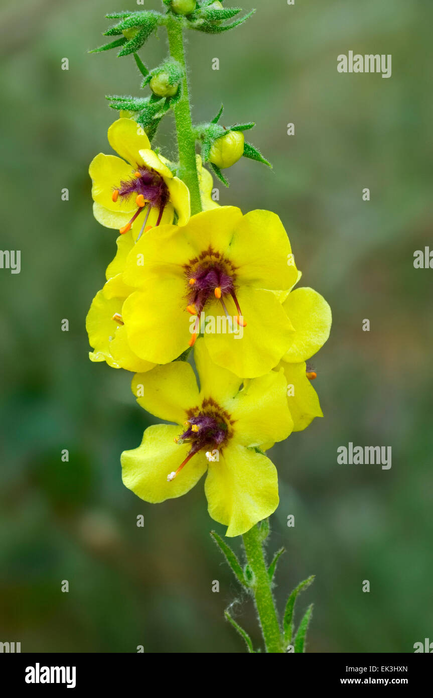 Dunkle Königskerze (Verbascum Nigrum) in Blüte Stockfoto