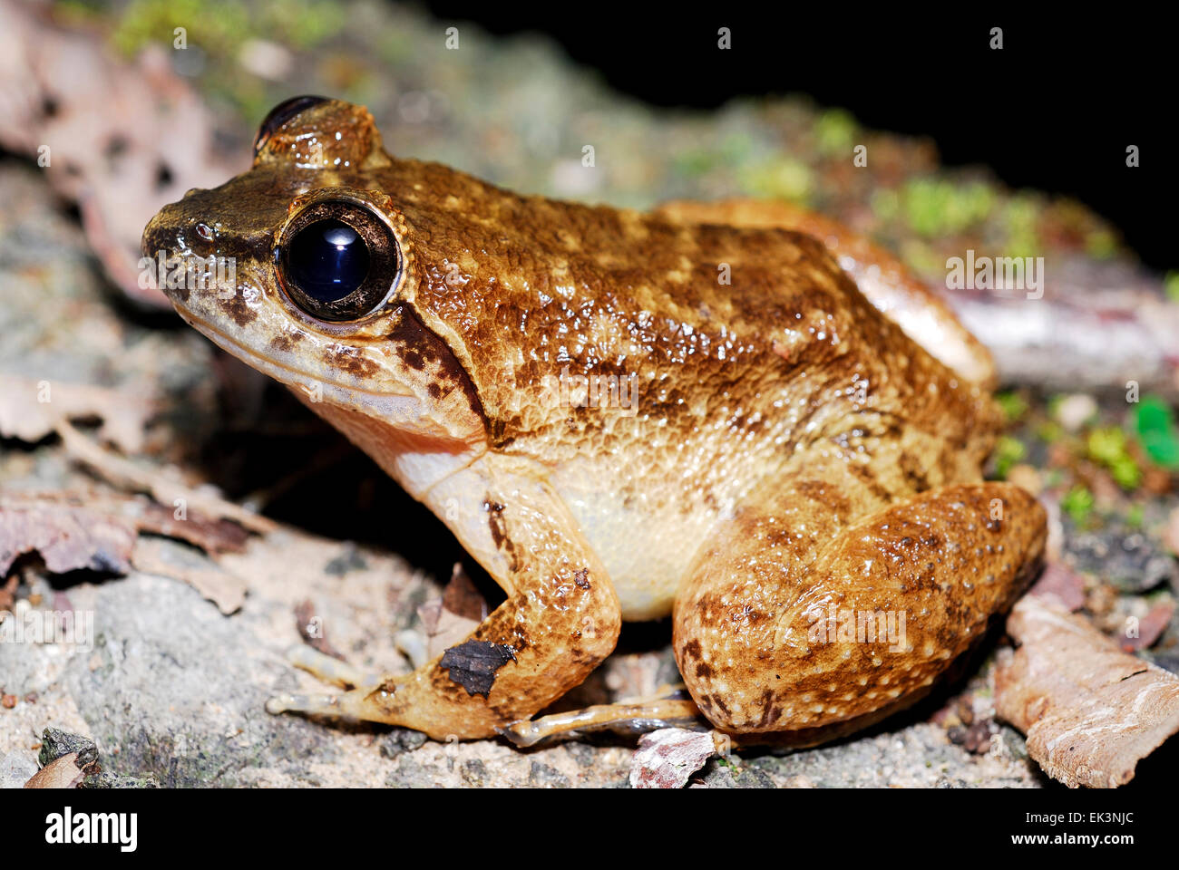 Kuhl Creek-Frosch (Limnonectes Kuhlii) in Kubah, Sarawak, Malaysia, Borneo Stockfoto