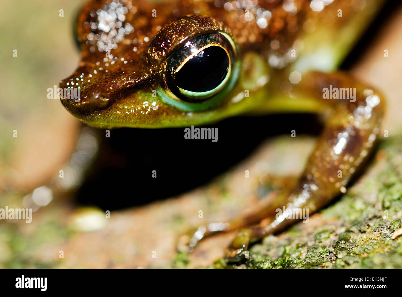 Black-spotted Rock Frog (Staurois Guttatus) in einem Loch im Kubah Nationalpark, Sarawak, Malaysia, Borneo Stockfoto