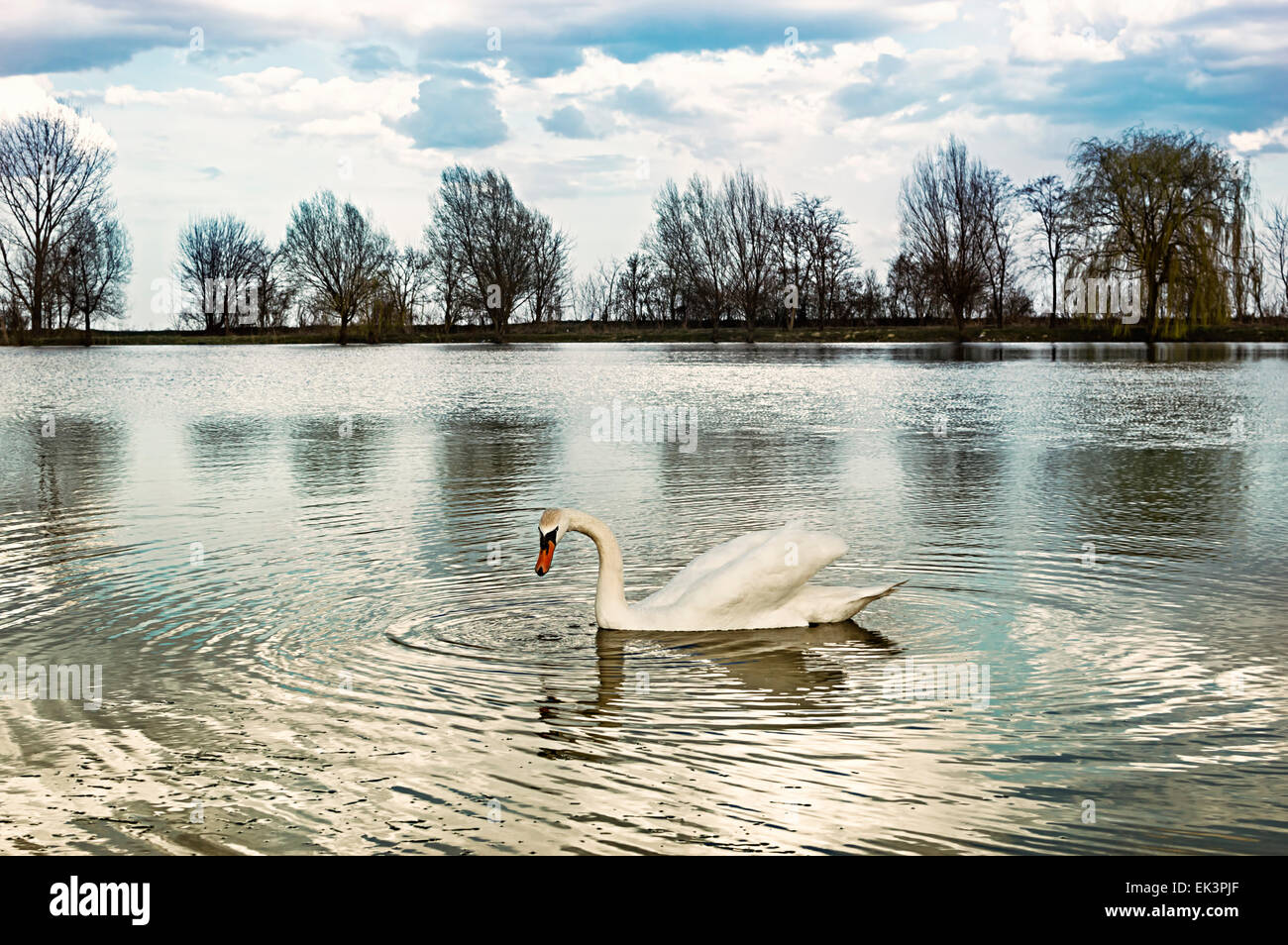 Schwan auf dem Wasser mit Reflexion Stockfoto