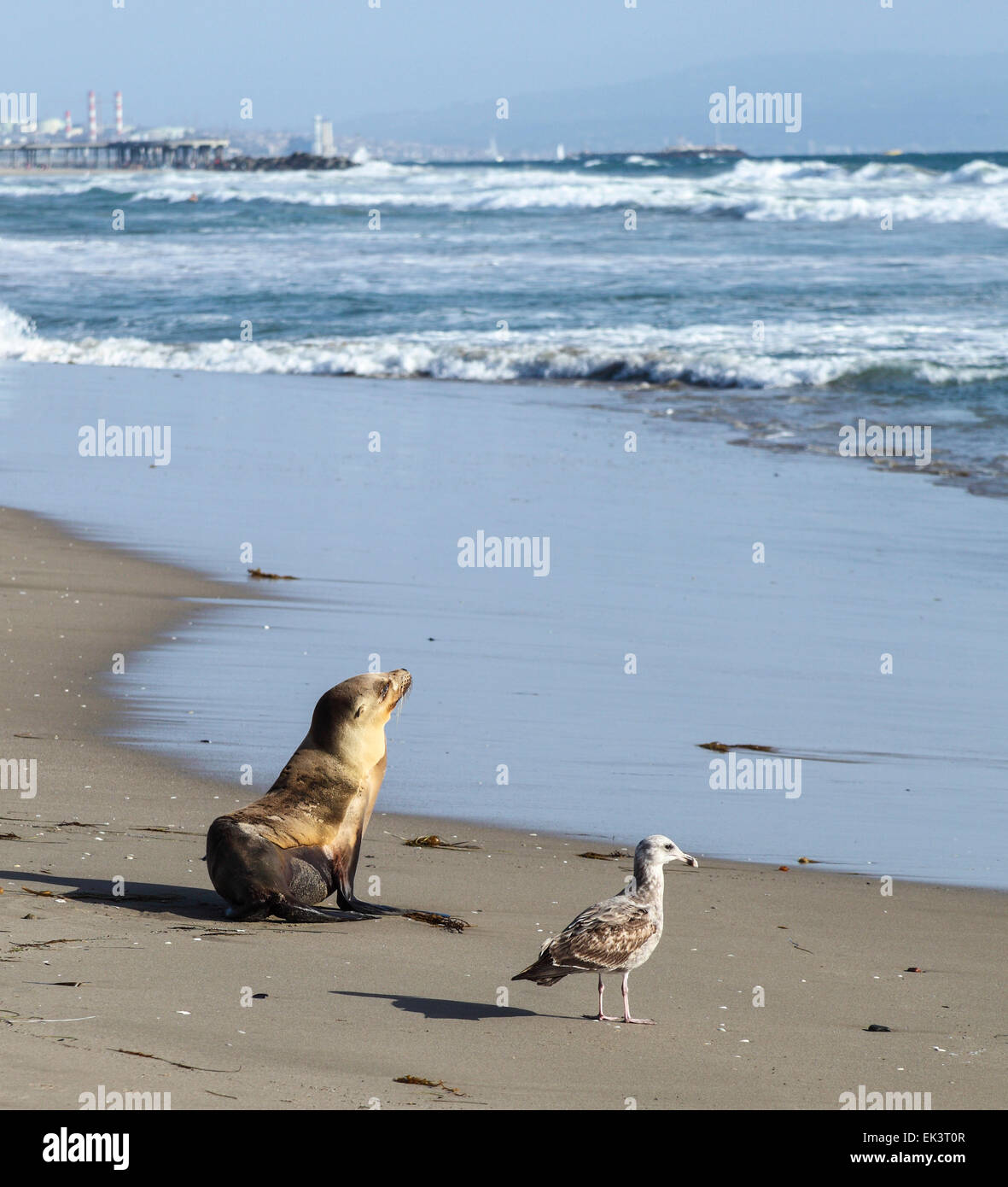 Kalifornische Seelöwe und Vogel am Venice beach Stockfoto