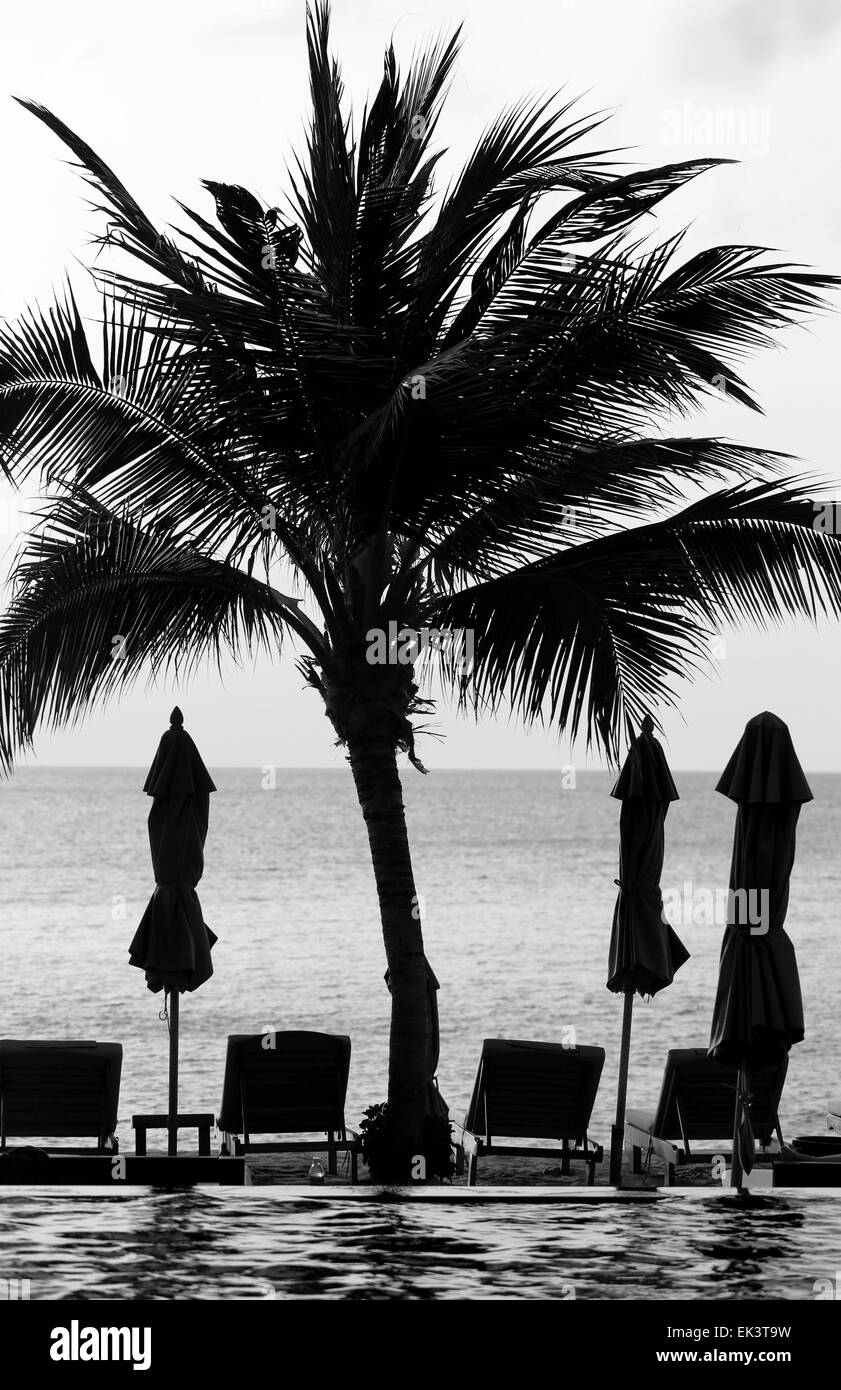 schöne Palmen stehen am Strand bei Sonnenuntergang Stockfoto