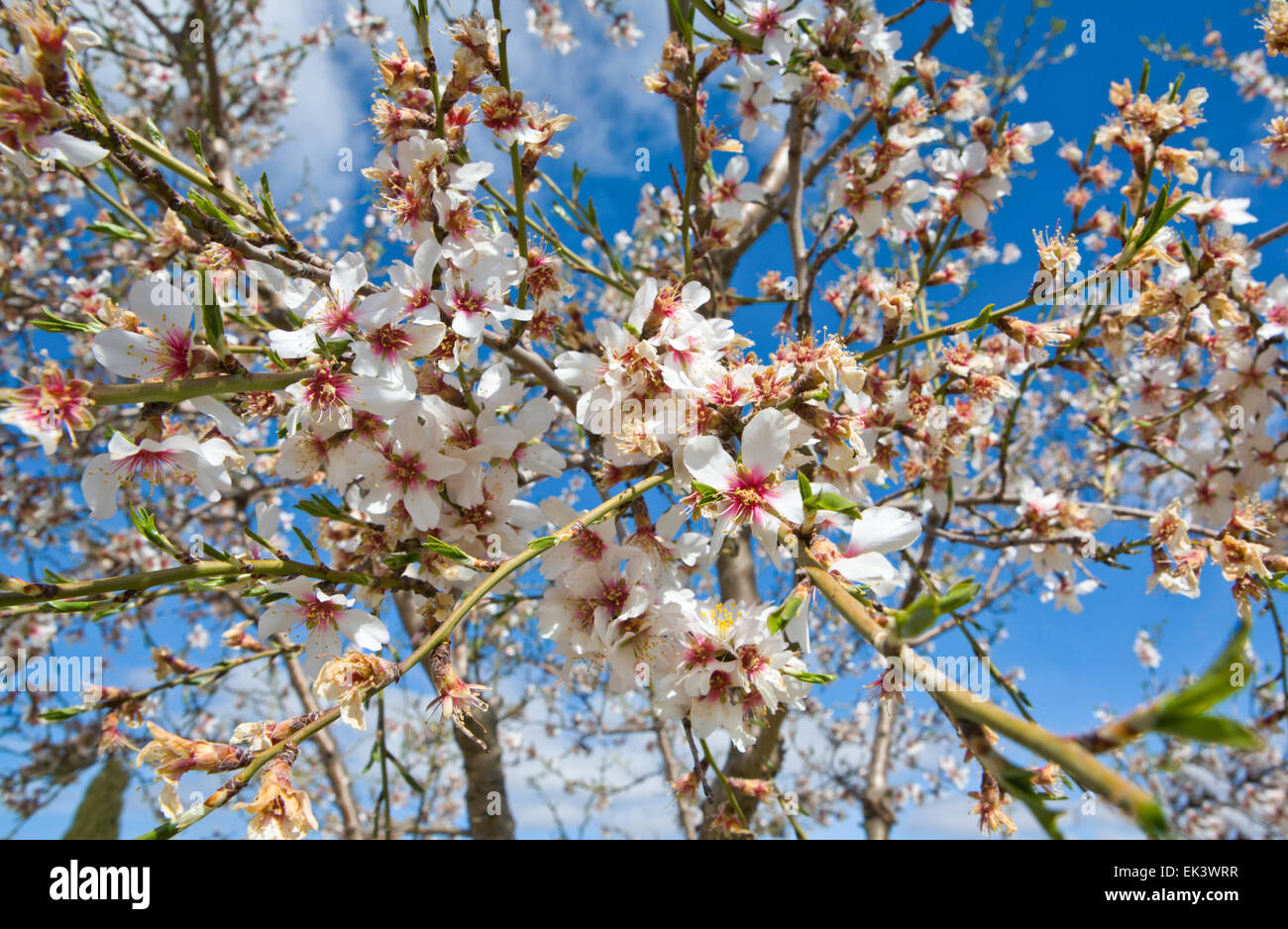 viele Mandelbäume Blumen in natürlichem Licht mit blauem Himmel Stockfoto