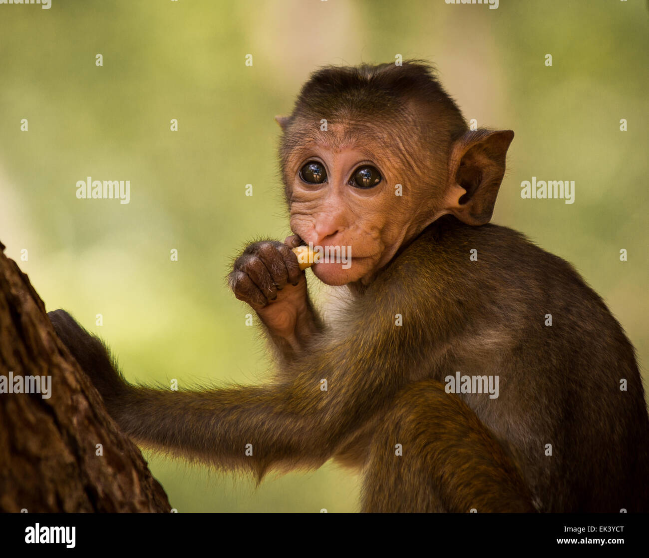 Eine sehr junge Toque Makaken (Macaca Sinica), genießen Sie einen Snack in der Nähe der Ruinen in Polonnaruwa, Sri Lanka. Stockfoto