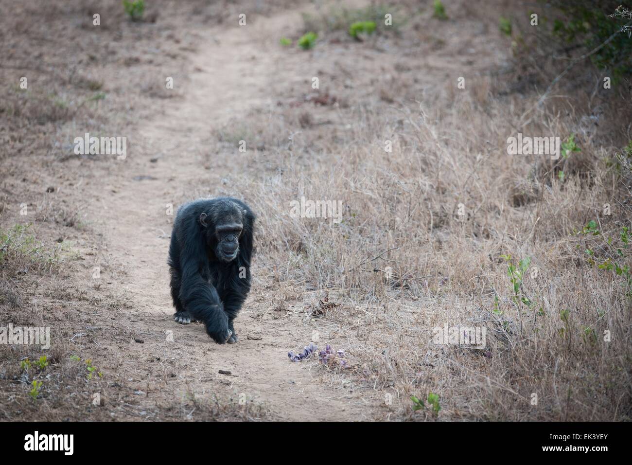 Schimpansen im Nationalpark Afrikas Stockfoto