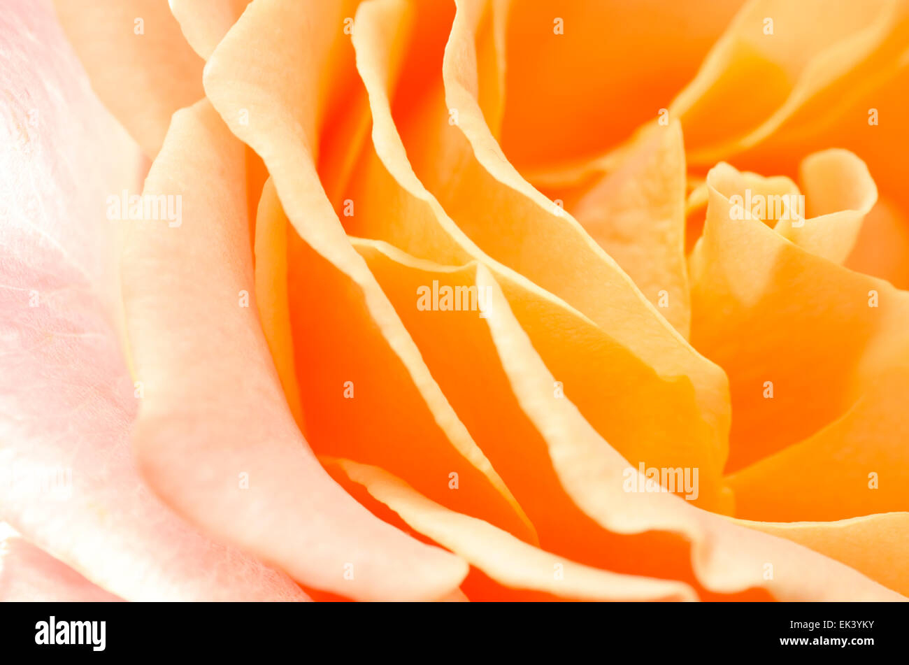 Makroaufnahme einer gelben rose Blütenblätter Stockfoto