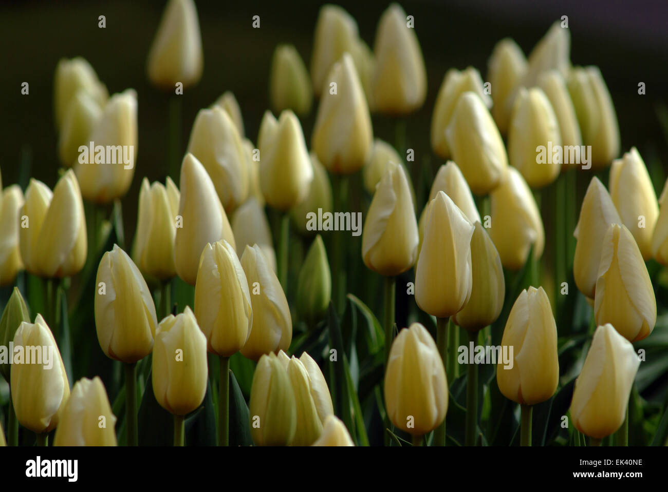 Tulpen Feld (Gattung Tulipa) in Holland Niederlande in Blüte Stockfoto