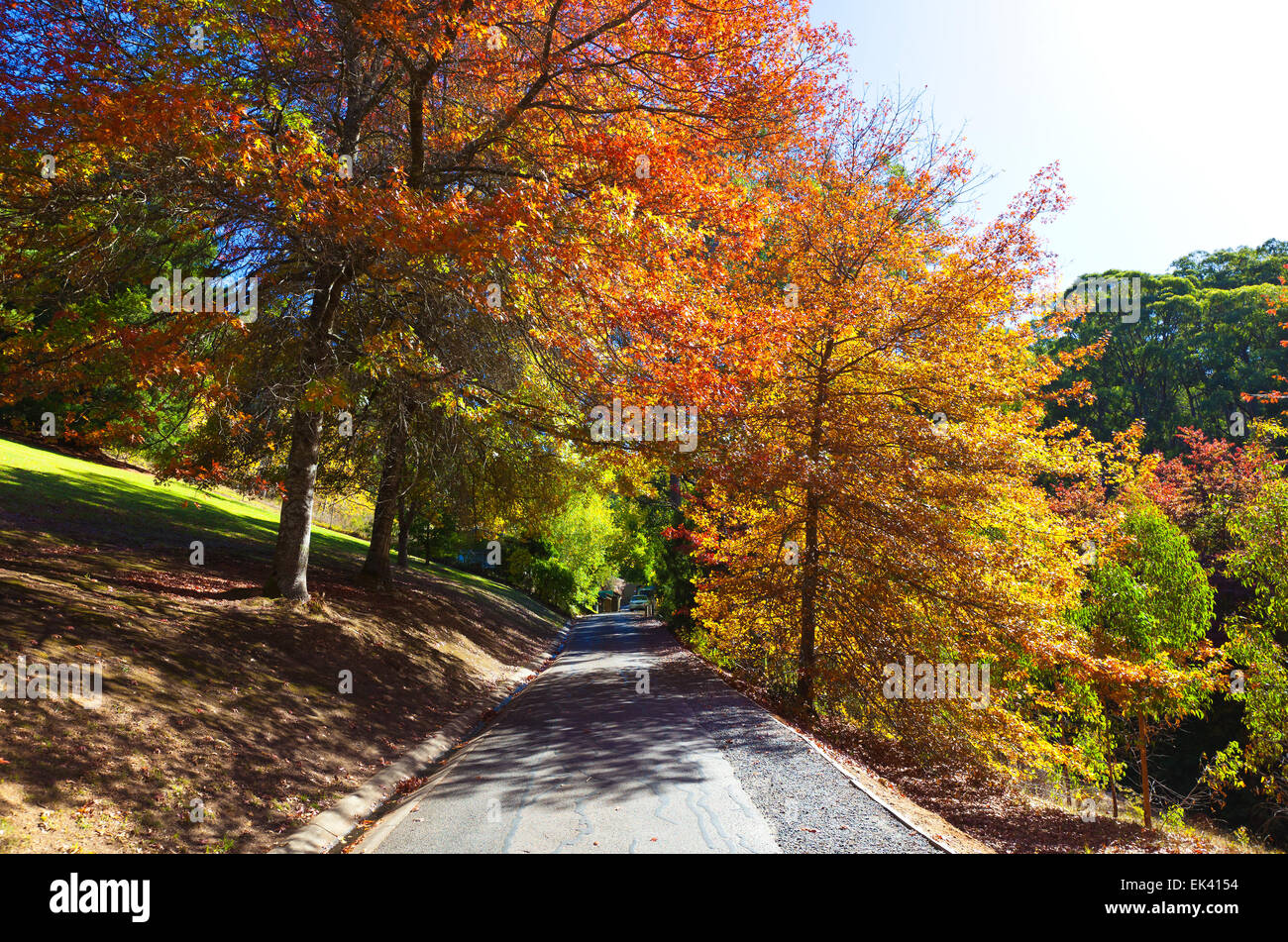 Mt hohen botanischen Garten Adelaide Hills South Australia australischen Landschaft Landschaften Herbst Stockfoto