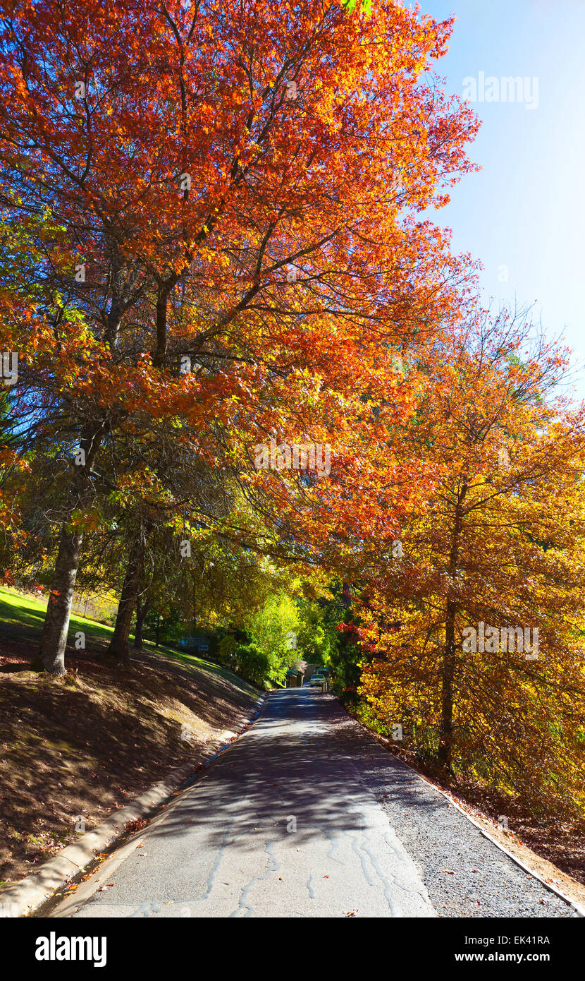 Mt hohen botanischen Garten Adelaide Hills South Australia australischen Landschaft Landschaften Herbst Stockfoto