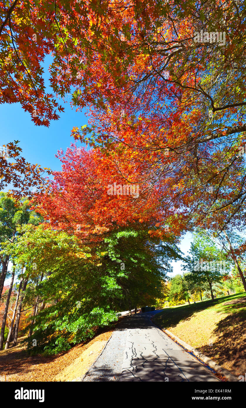 Mt hohen botanischen Garten Adelaide Hills South Australia australischen Landschaft Landschaften Herbst Stockfoto