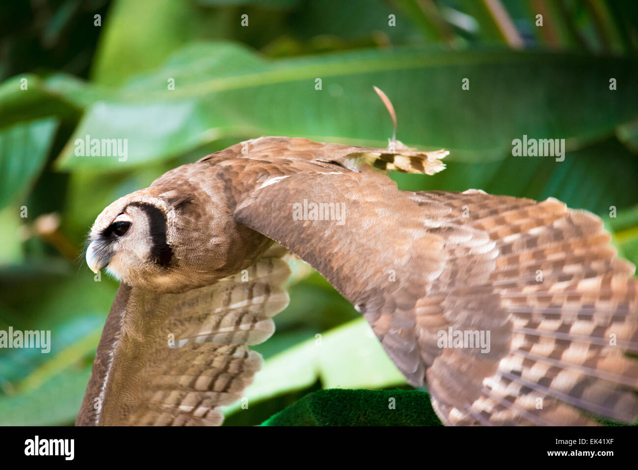 Eine milchige Uhu im Flug Stockfoto