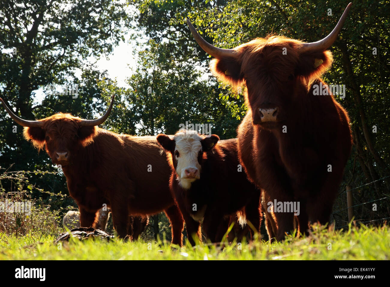 Hochlandrinder, Acle, Norfolk, England, Vereinigtes Königreich Stockfoto