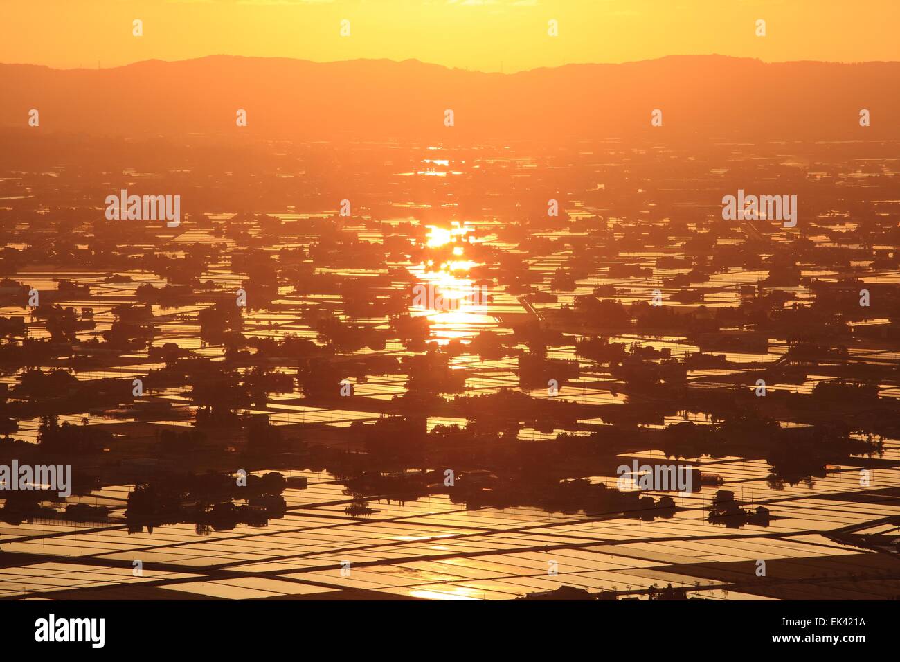 Sonnenuntergang auf überfluteten Reisfeld, Sankyoson, Toyama, Japan Stockfoto