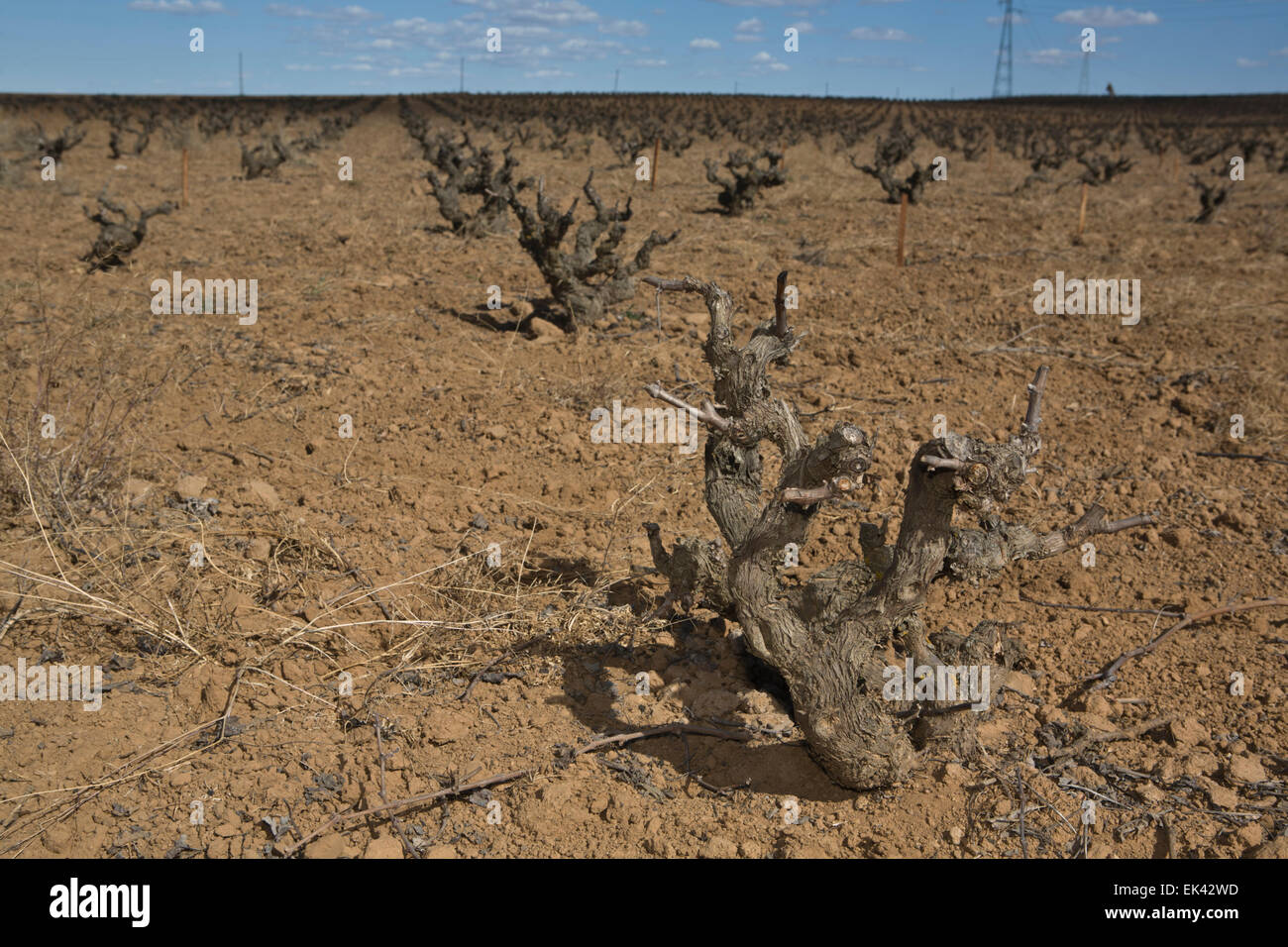 Ackerland der Weinberge im Winter Badajoz, Spanien Stockfoto