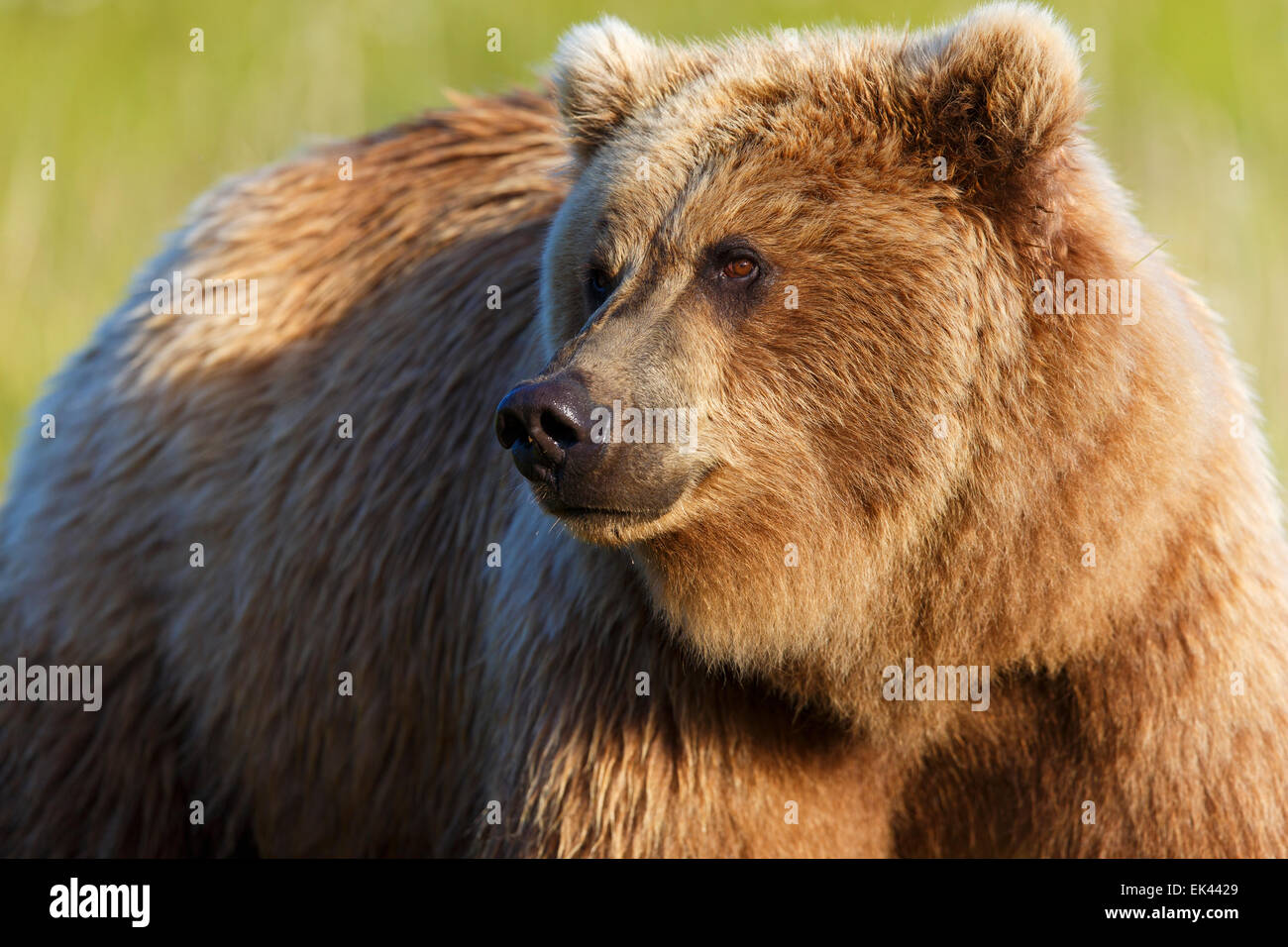 Braun / Grizzly Bear Lake-Clark-Nationalpark, Alaska Stockfoto