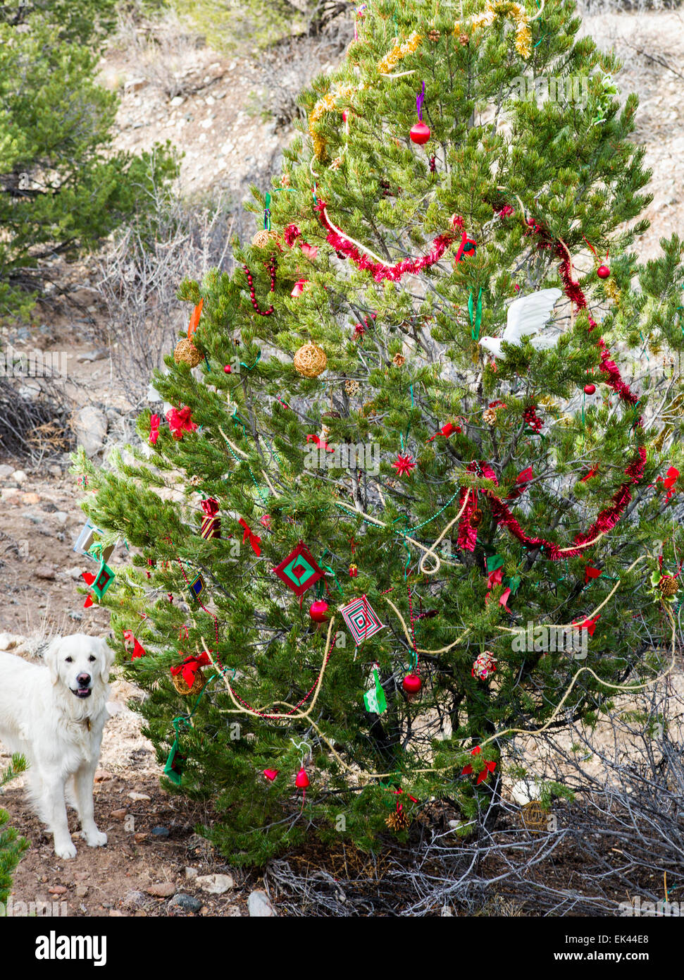 Platin Golden Retriever Hund Inspektion Lebensunterhalt Pinon Kiefer entlang der kleinen Regenbogen Trail, dekoriert für Weihnachten Stockfoto