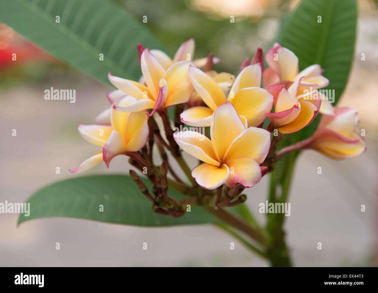 Frangipani Blüten schönen Tempel in Thailand. Stockfoto
